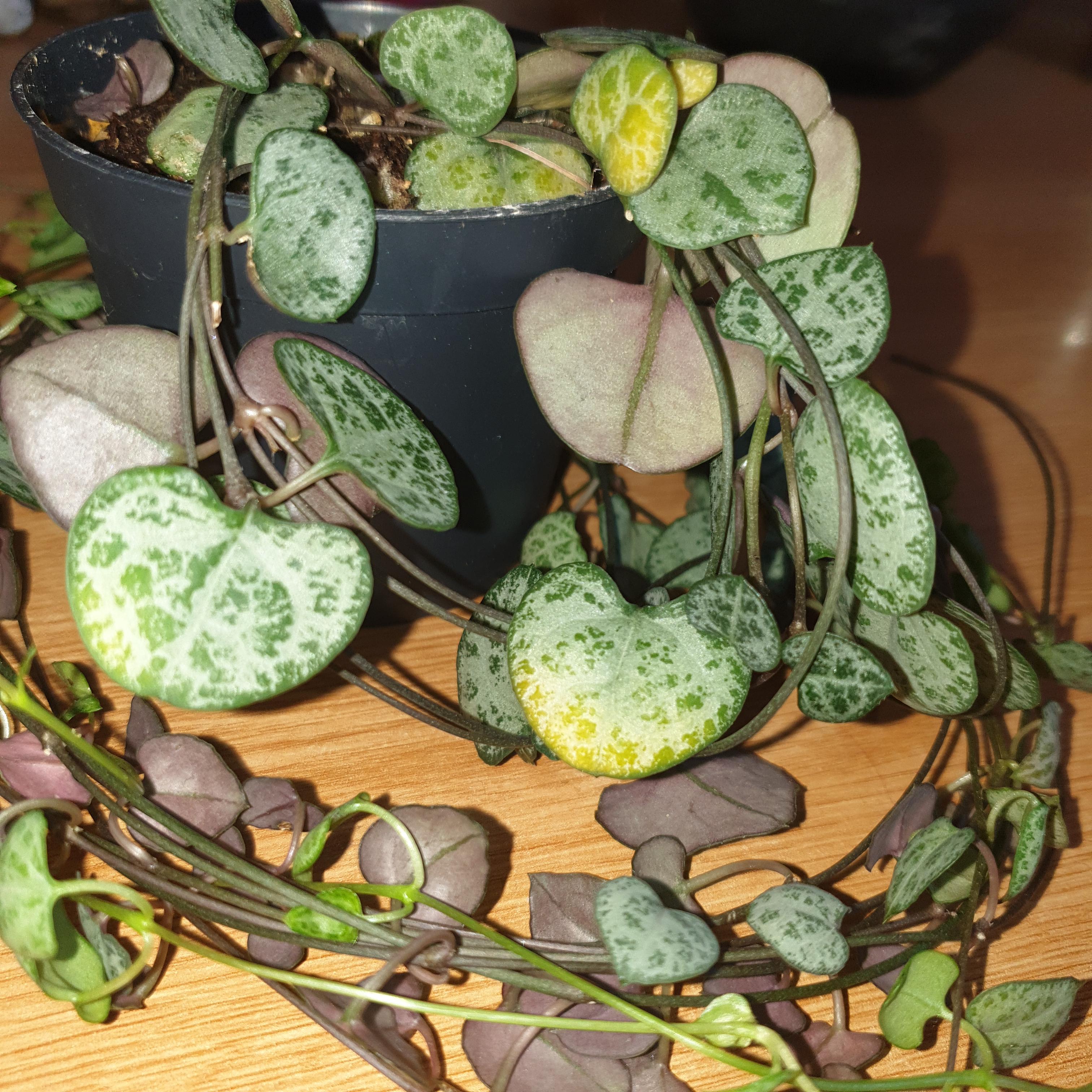 String of hearts help; yellowing leaves??? The leaves affected are