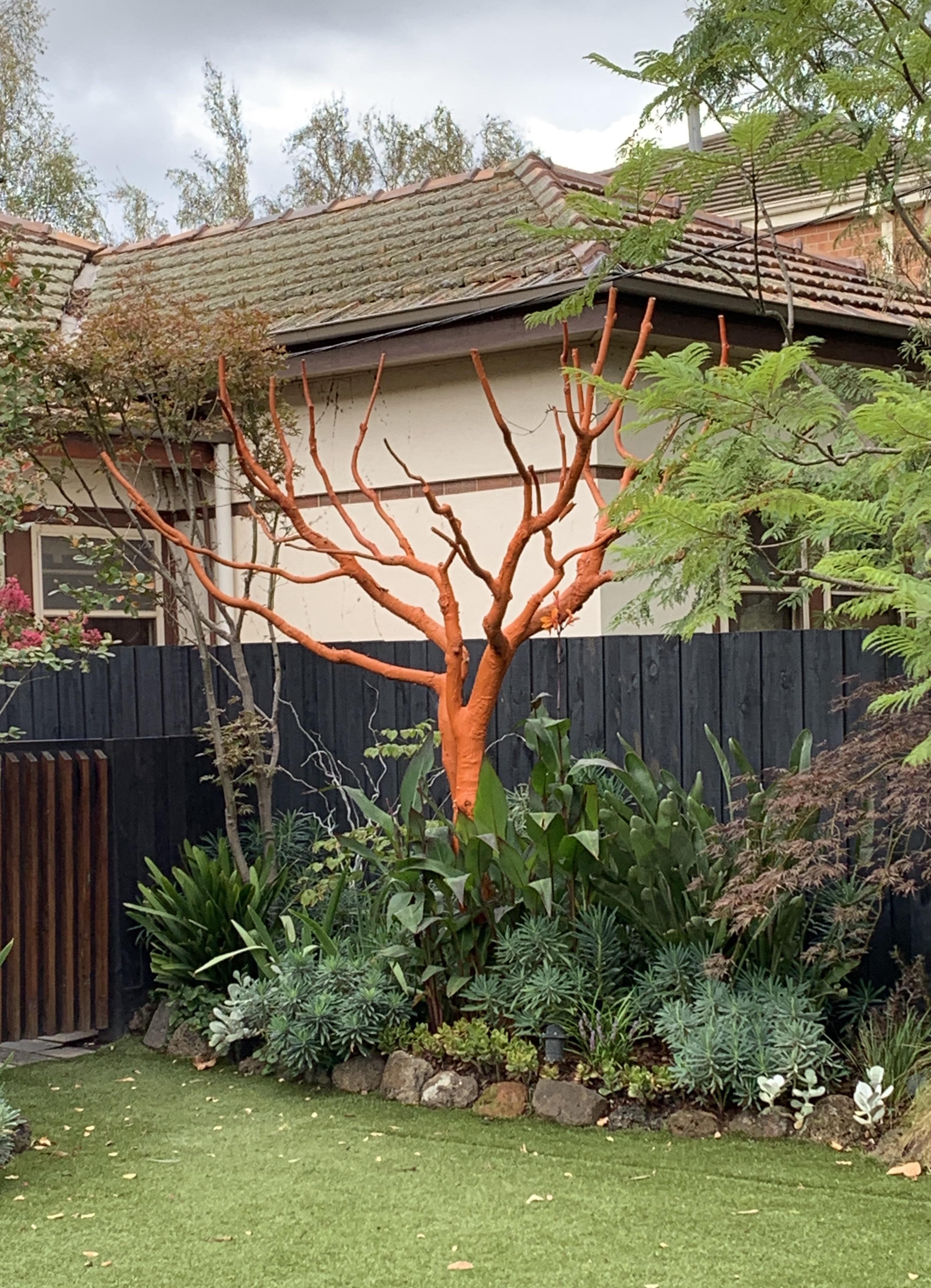 This dead tree in someone’s garden which has been painted orange. r