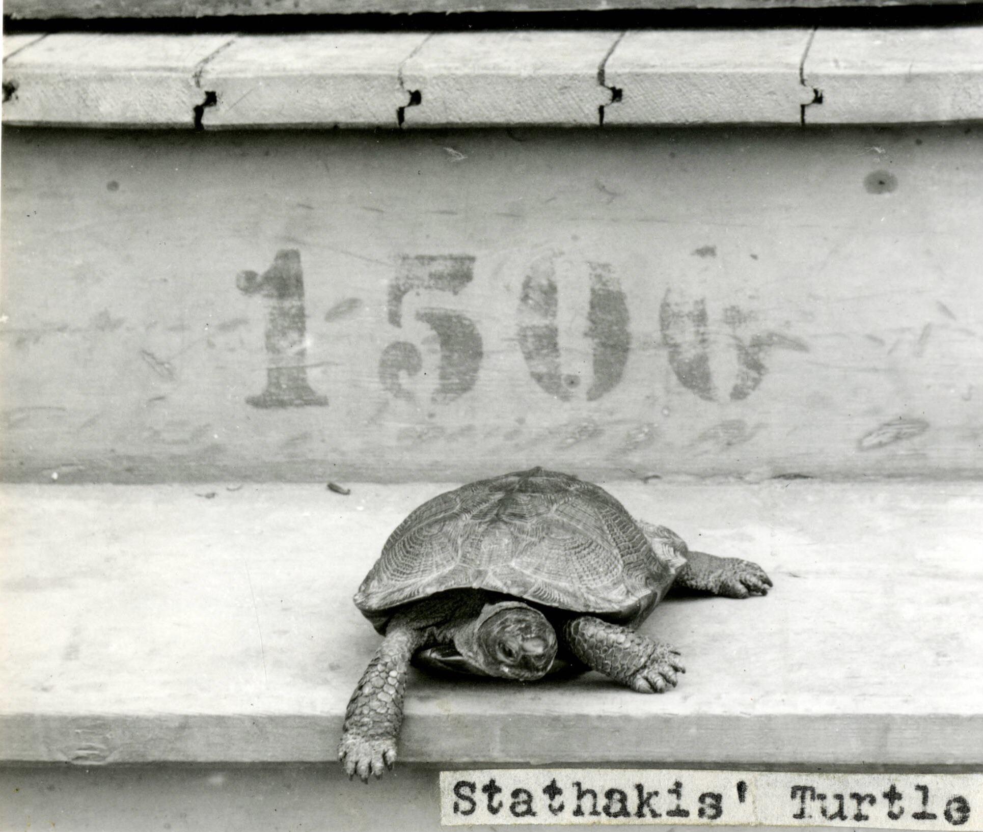 Stathakis’ pet turtle Sonny after a barrel ride over Niagara