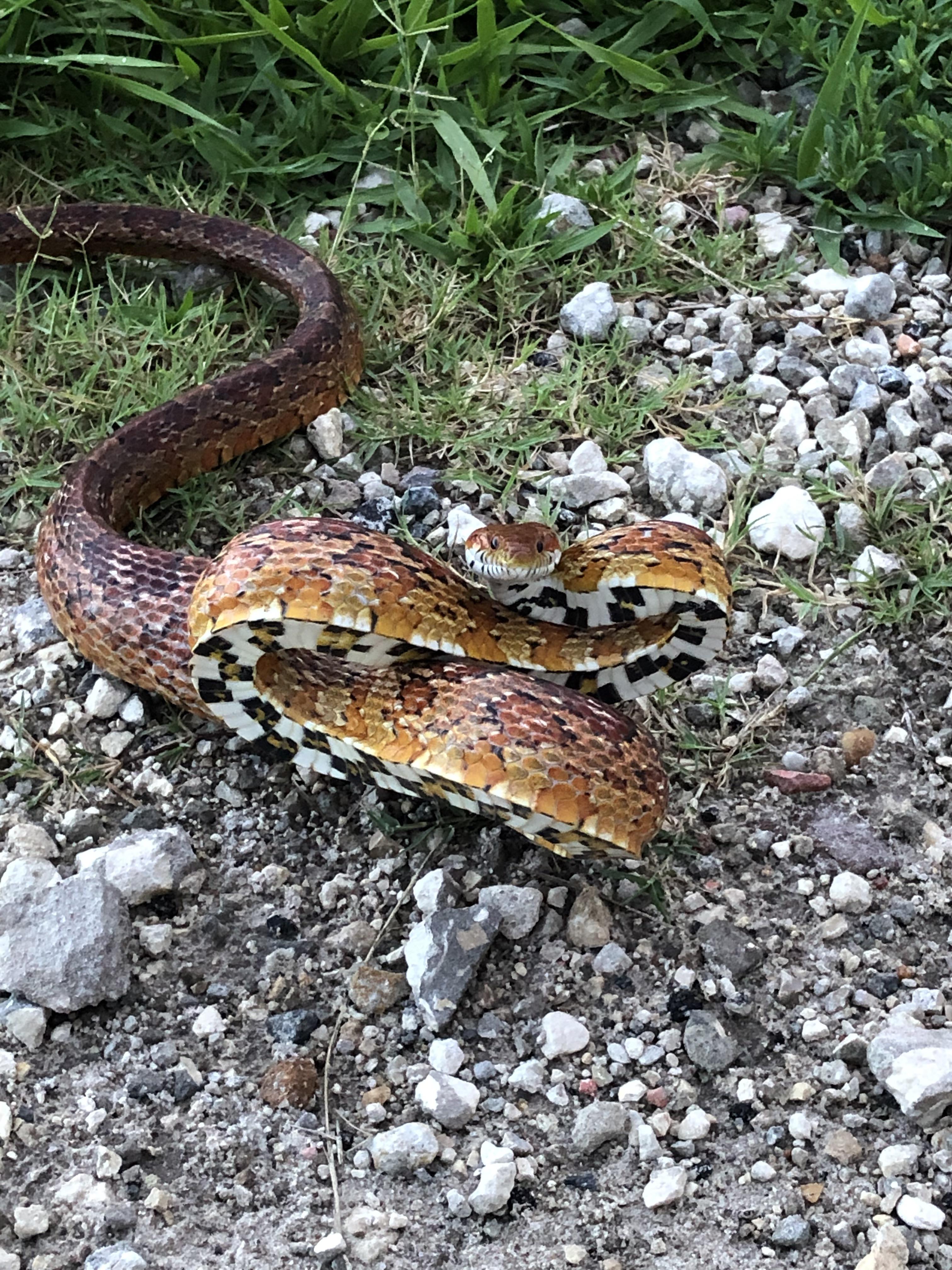 A corn snake I found on my run today showing how its