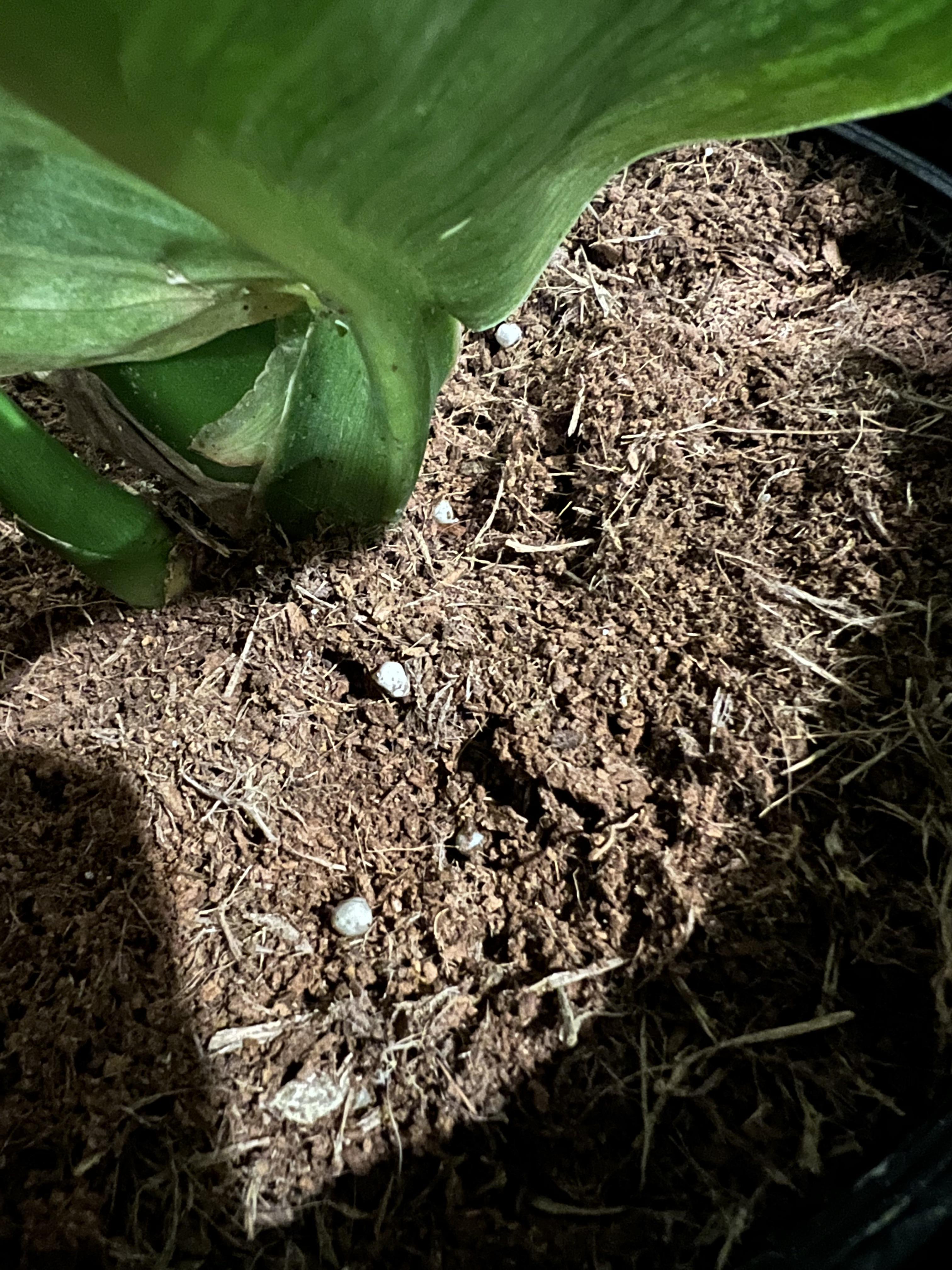 White/gray balls found growing in the soil of some of our plants. Any