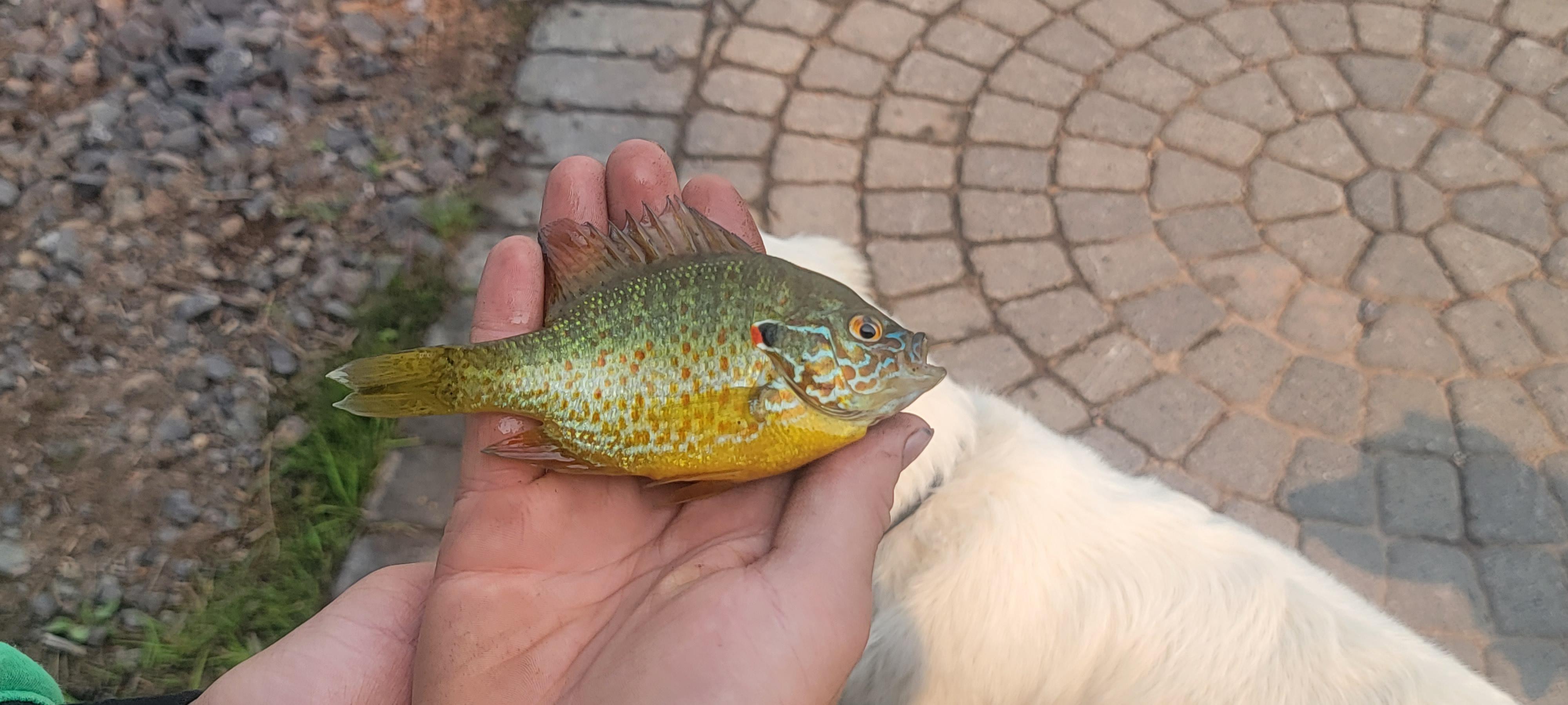 Can someone help identify this sunfish? Caught in northern Michigan r