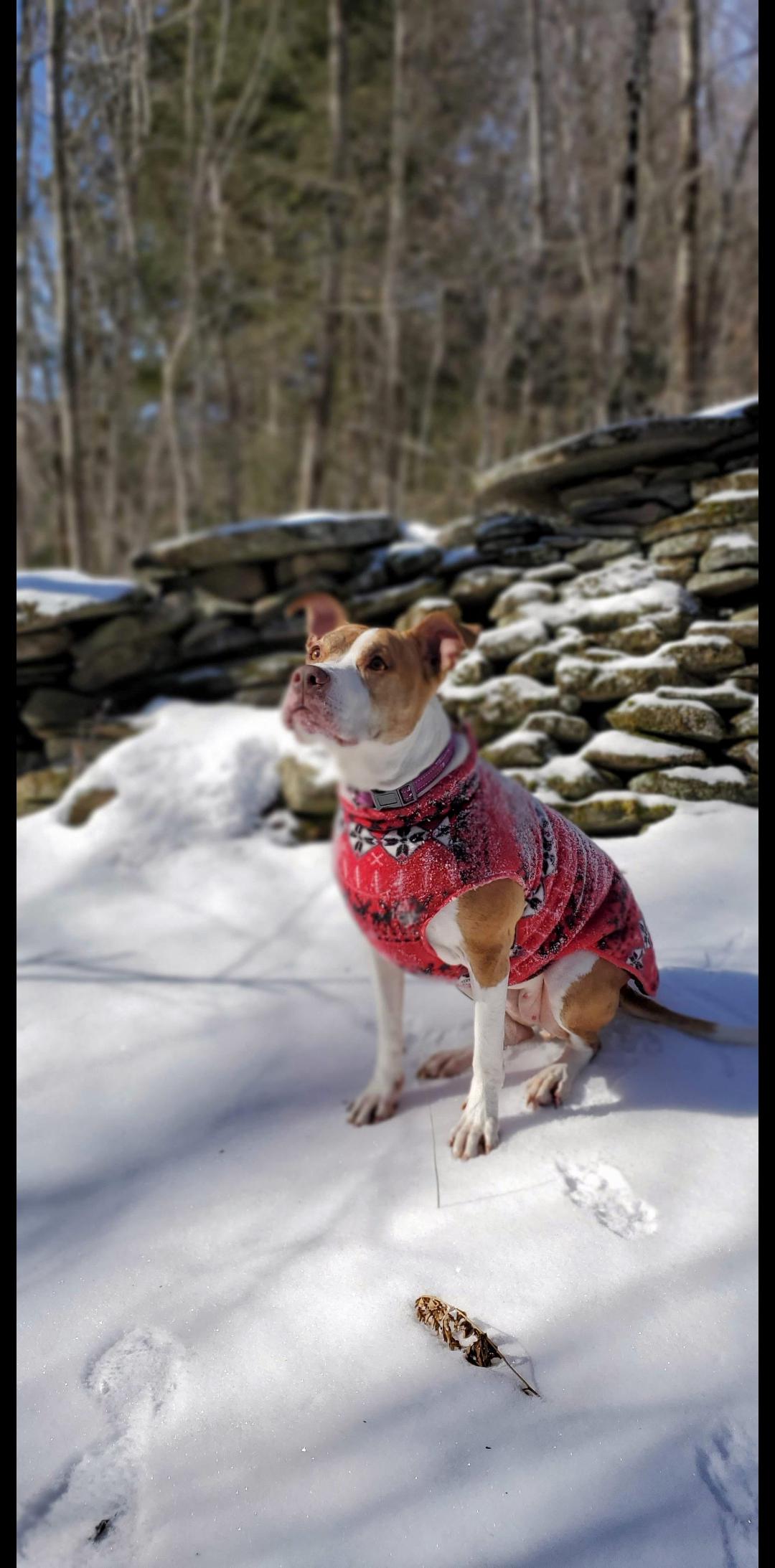 Does Aaa Renters Insurance Cover Dog Bites