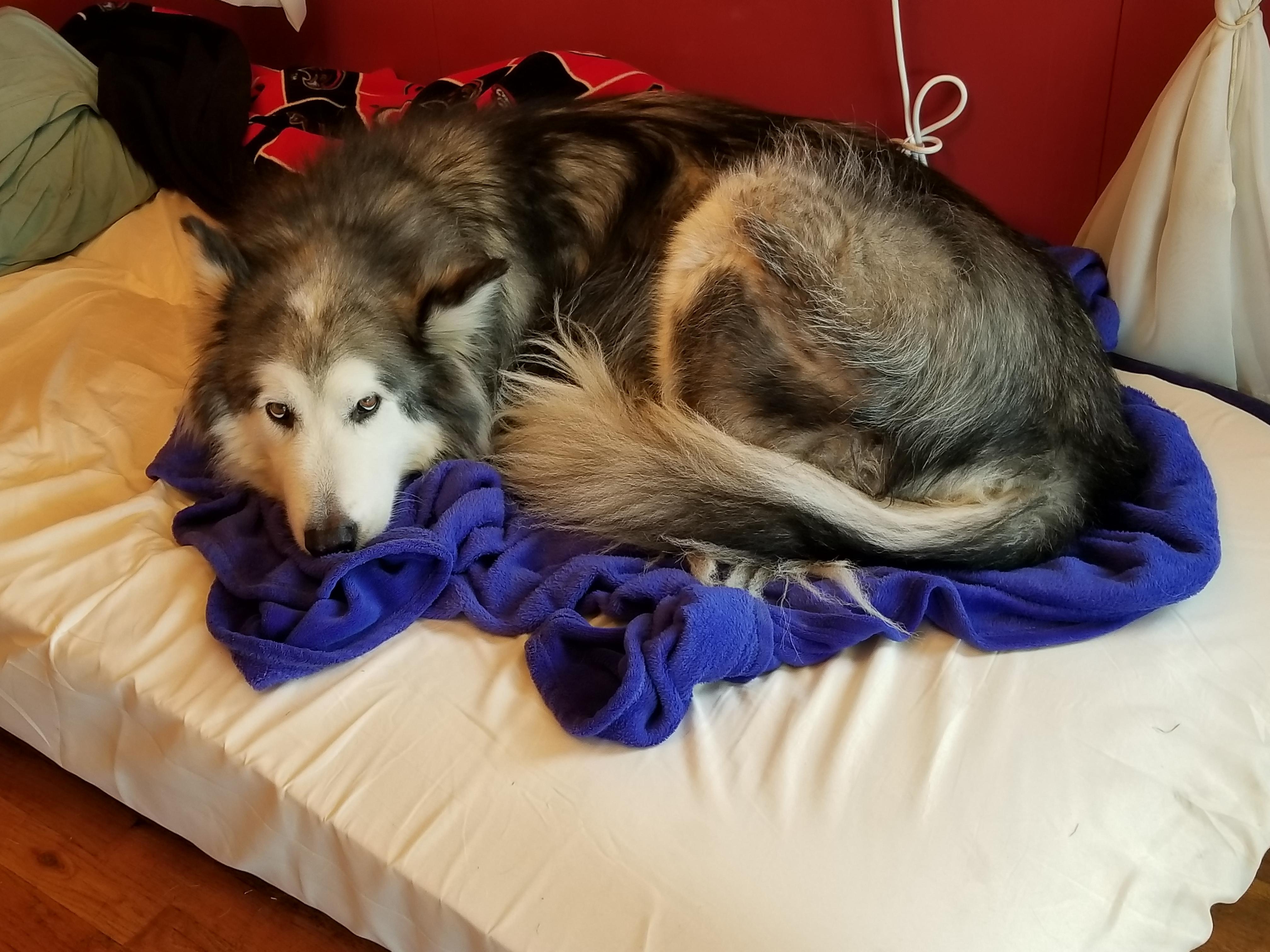 It's ok, Moose. I'll sleep on the floor. r/AlaskanMalamute