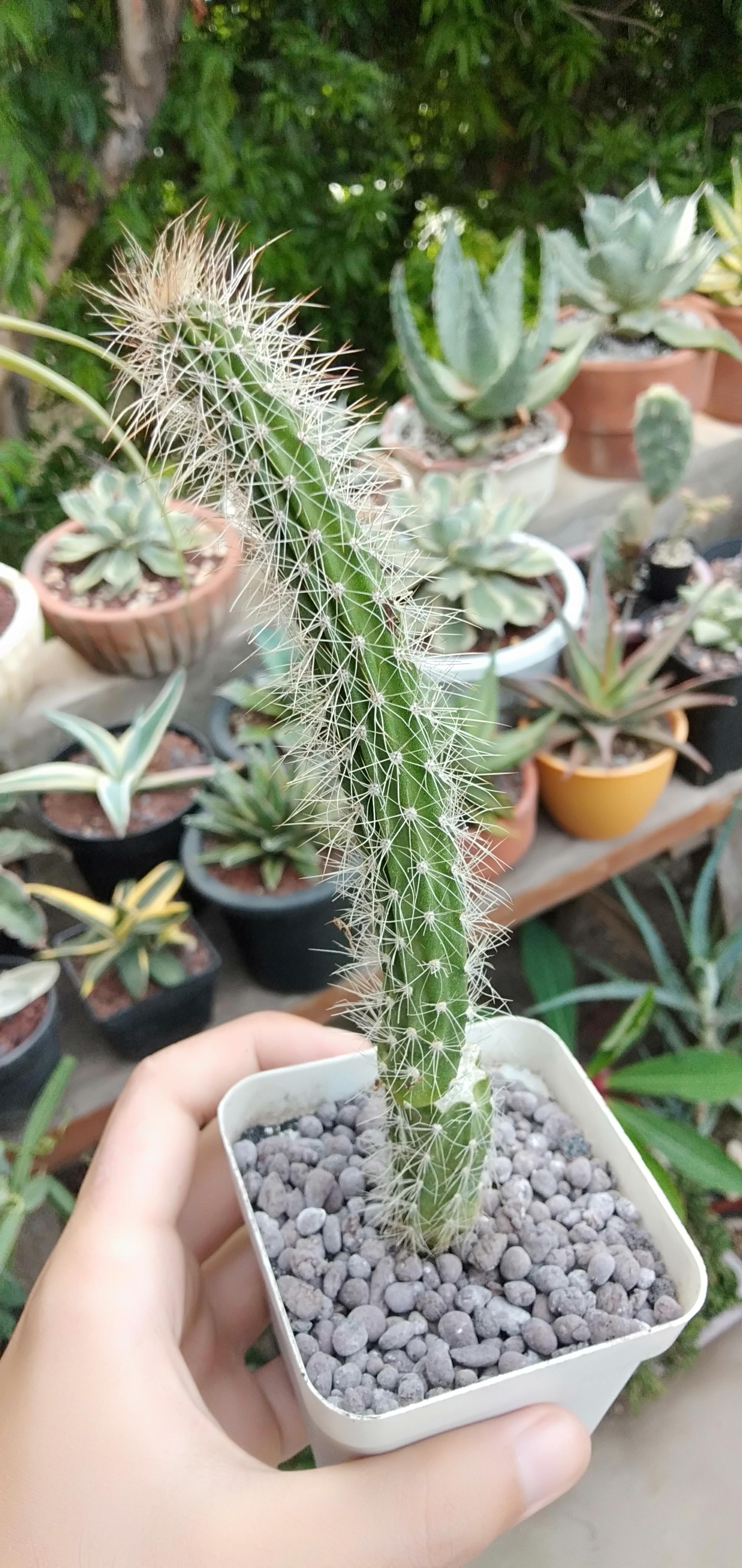 Peniocereus serpentinus? It's a bit dehydrated. cactus
