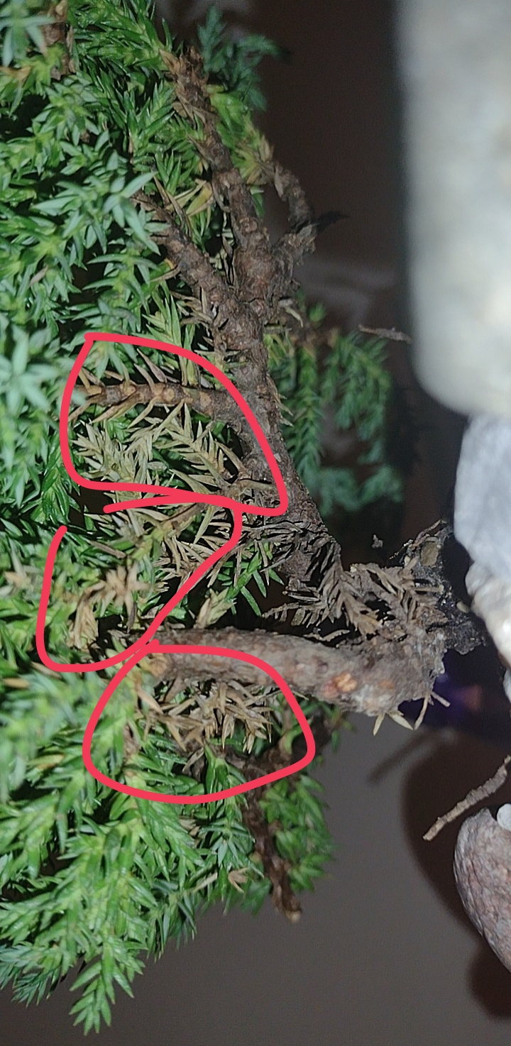 I think my Juniper Bonsai Tree is dying