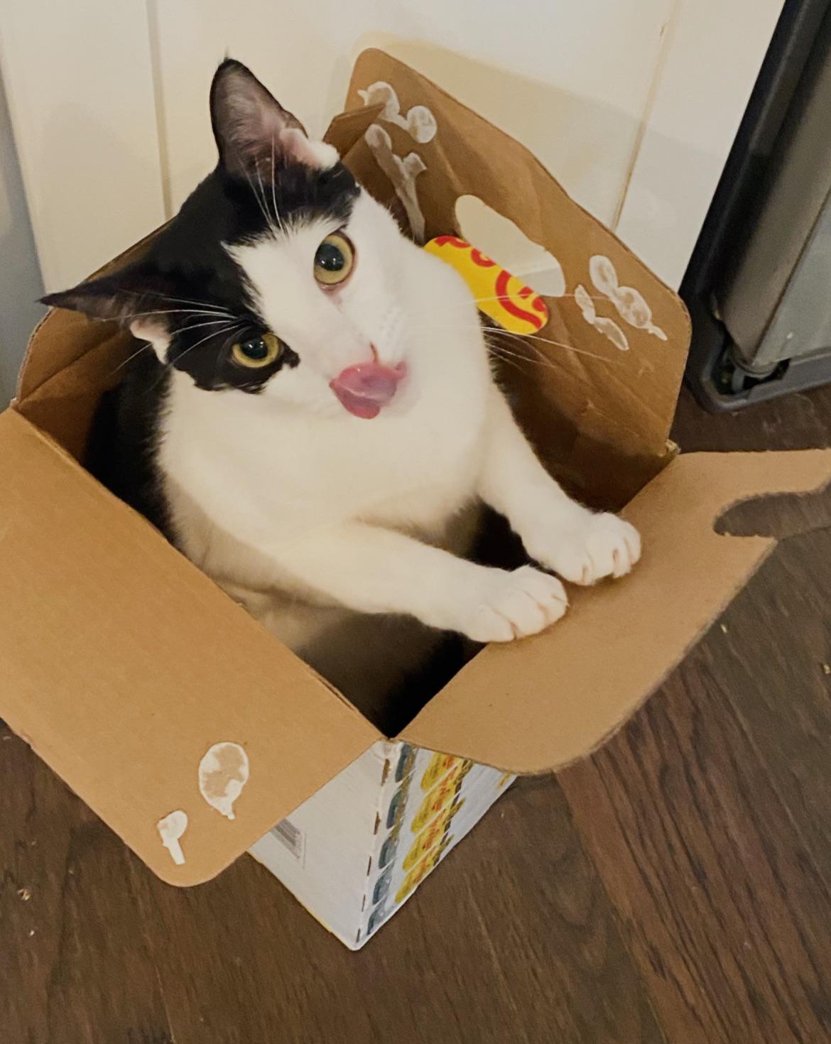 Blepping tuxedo cat (in a box) catsinboxes