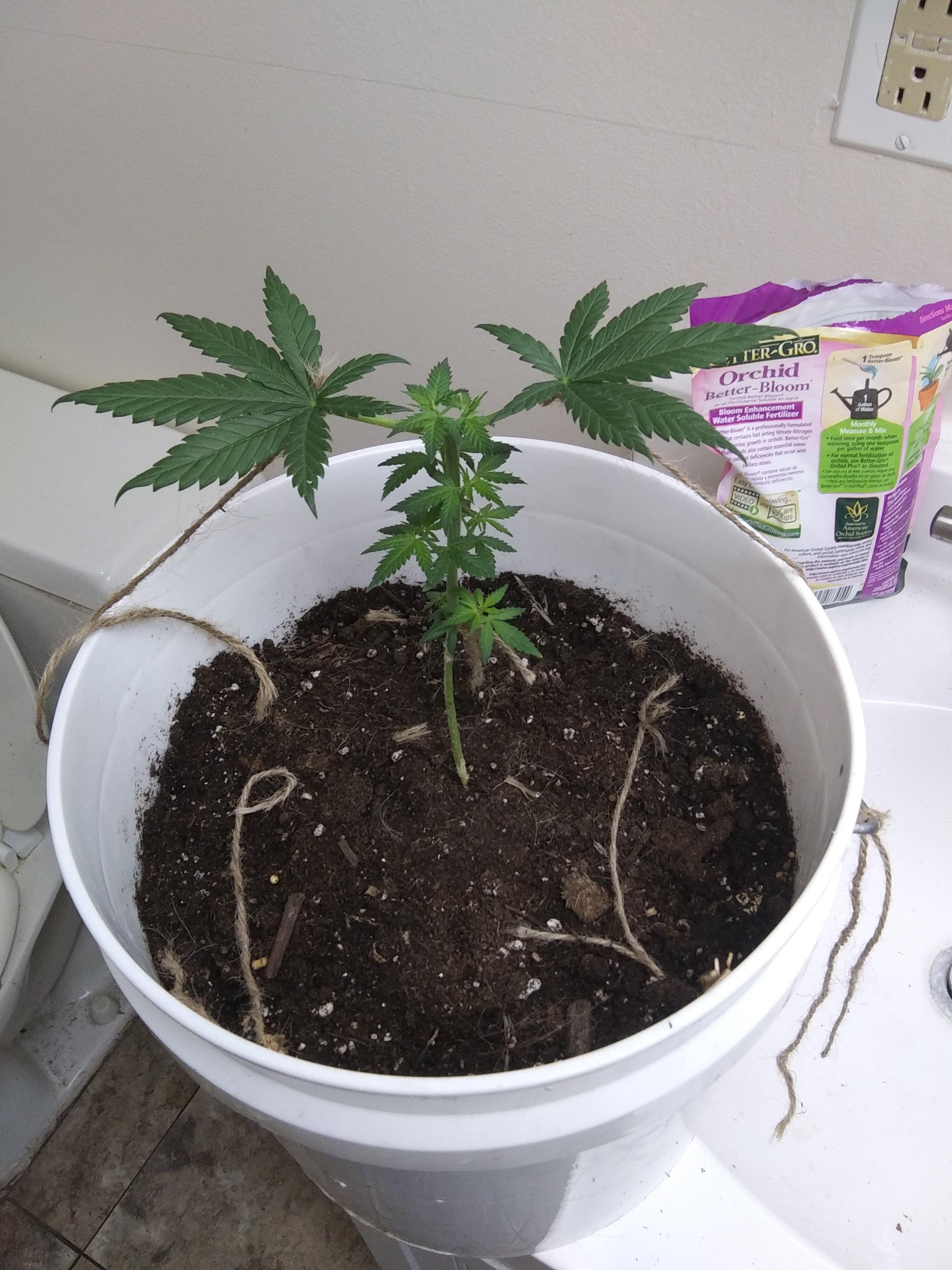 Quick update of the small space bucket grow. r/SpaceBuckets