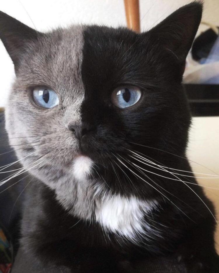 PsBattle This half gray half black cat