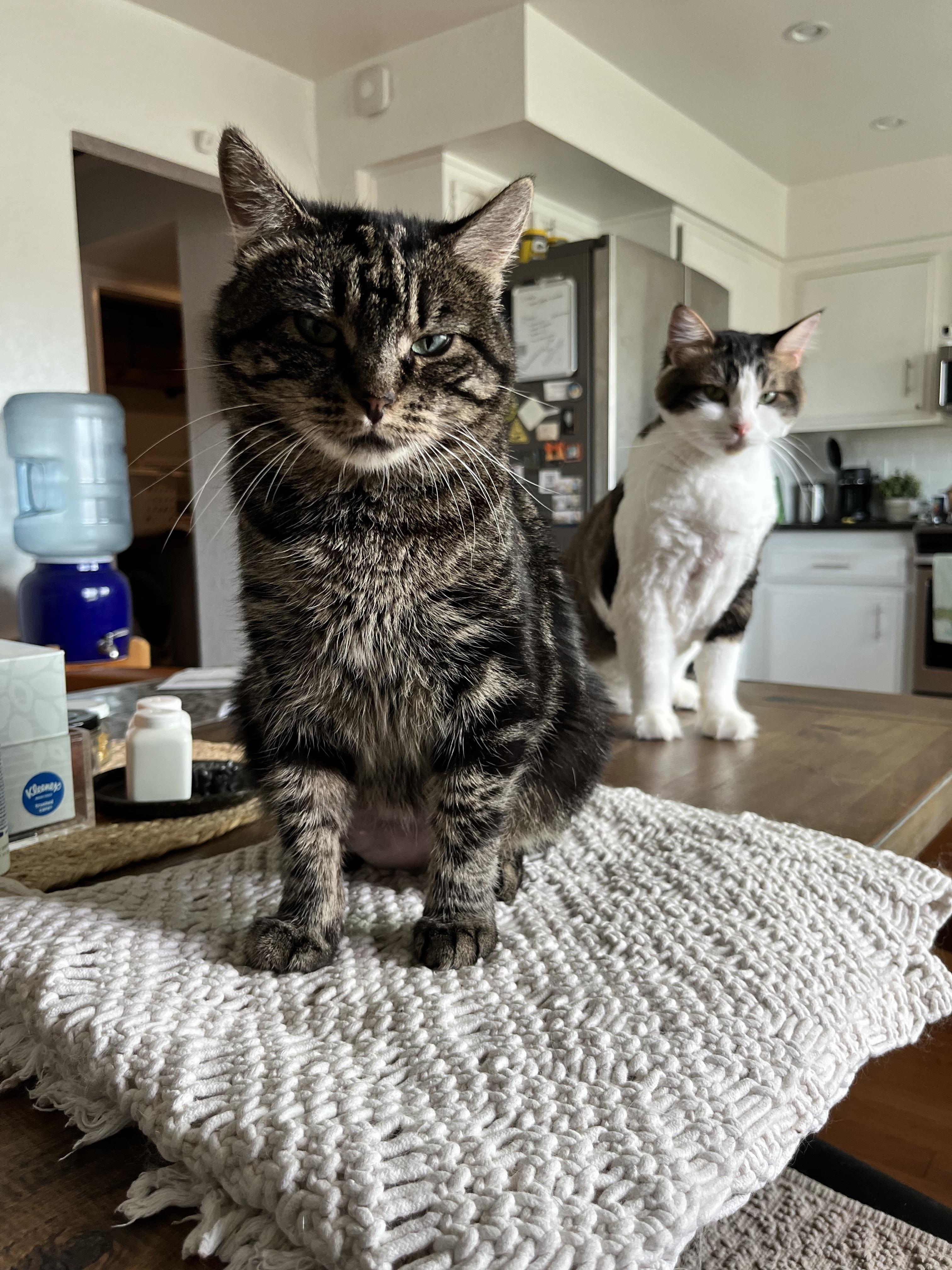 My cats look like they just dropped their debut album cats