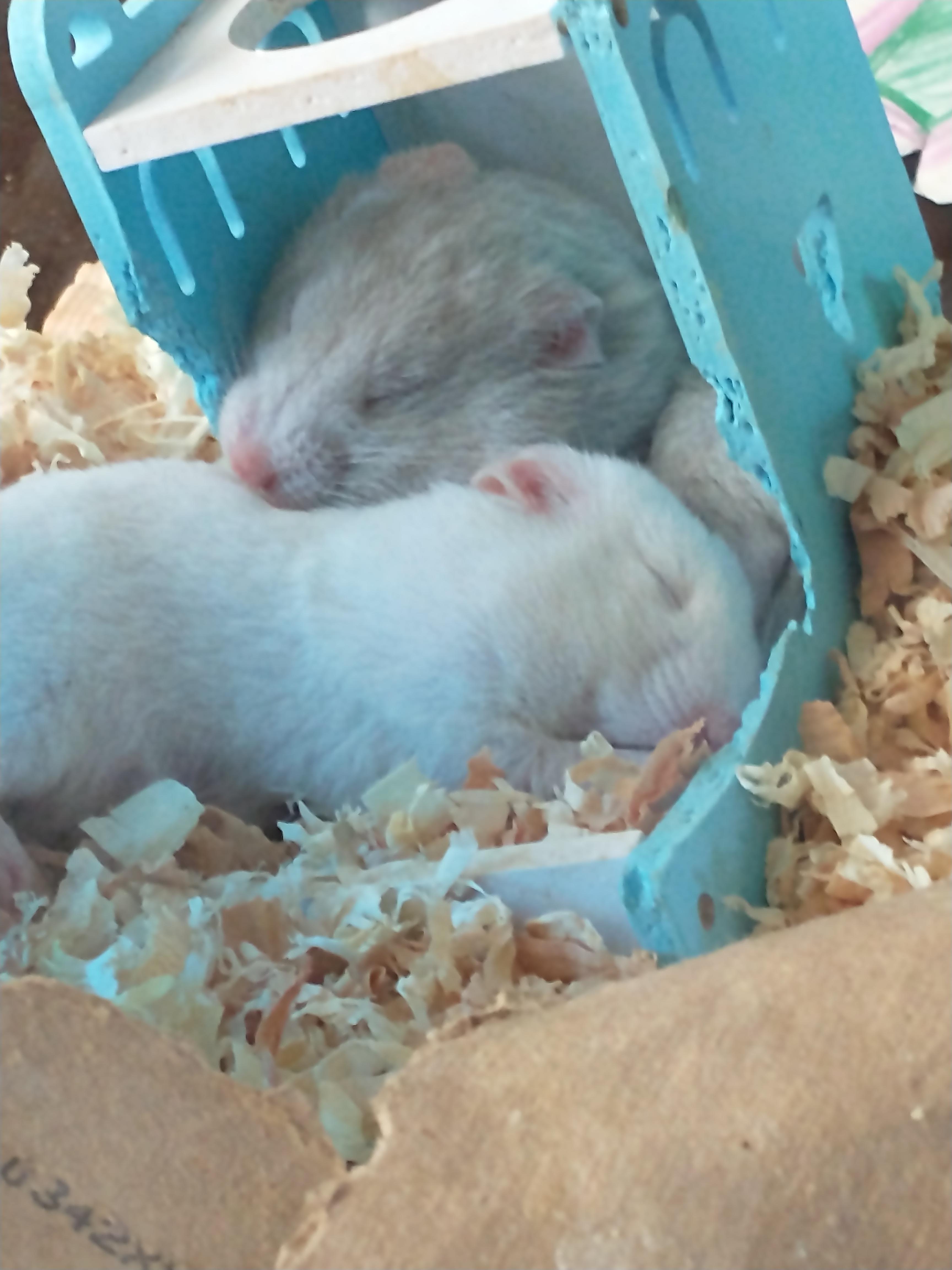 Stop and look at my hamsters sleeping together r/teenagers