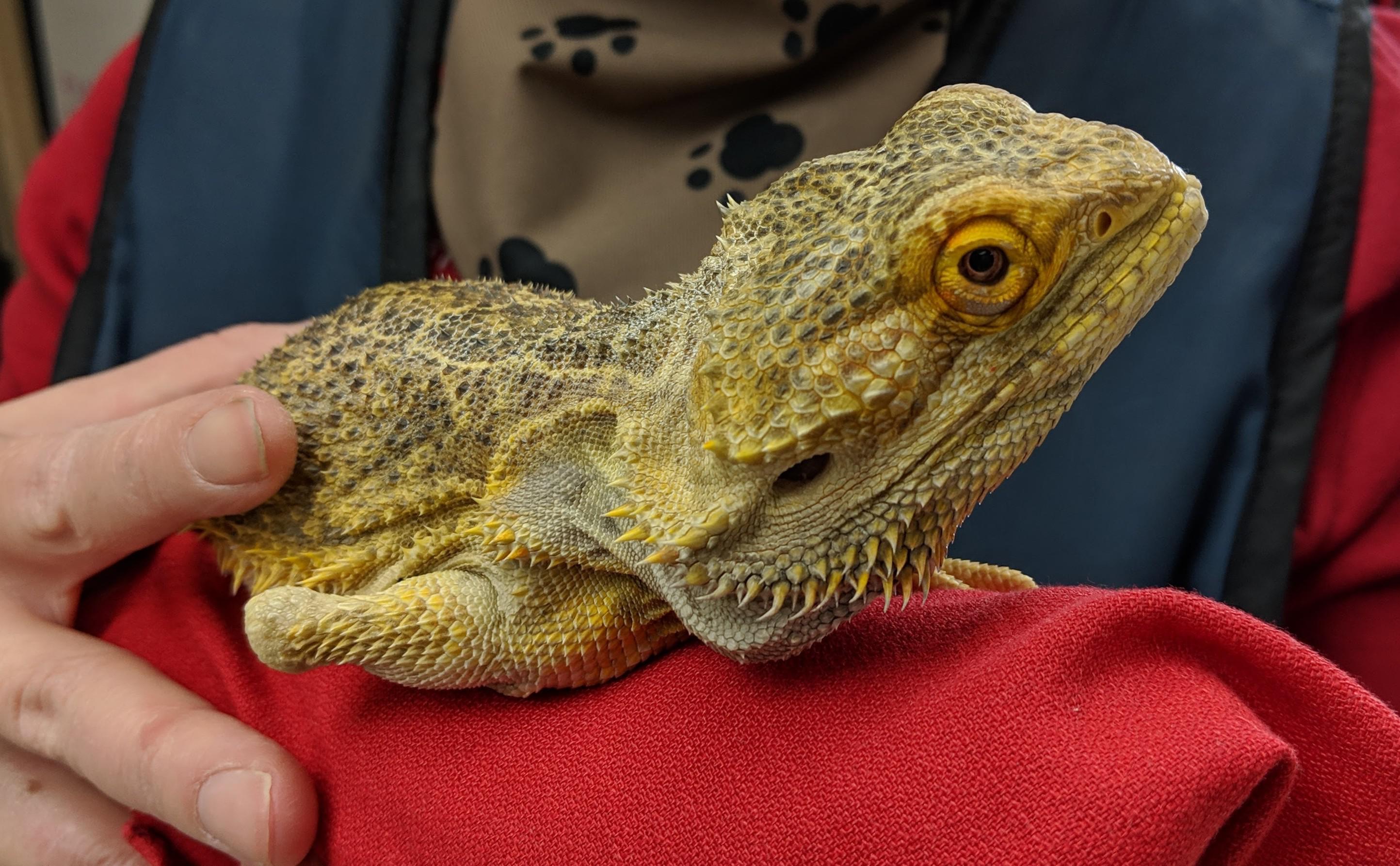 My bearded dragon pooped?? That's good