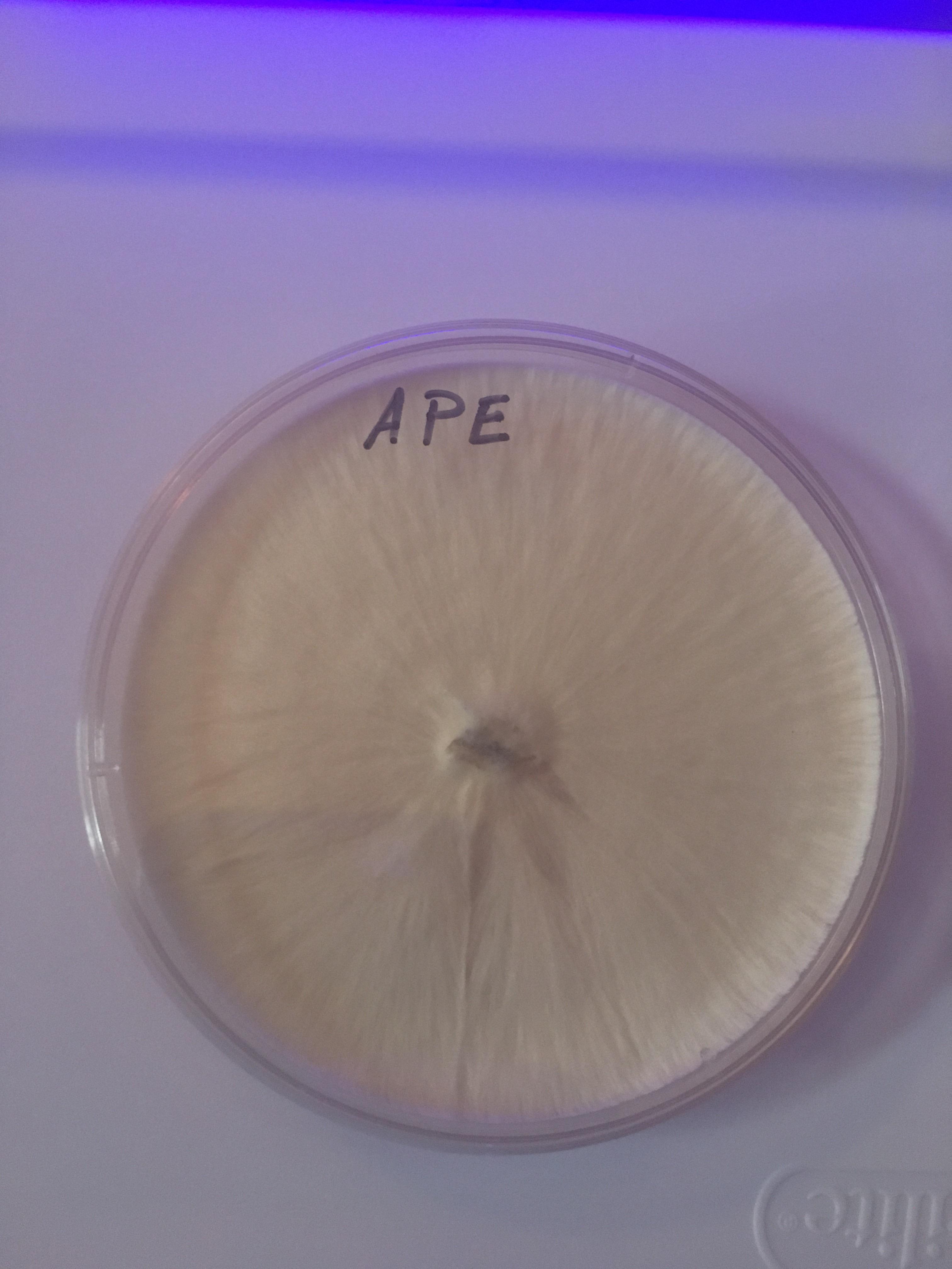 APE core sample, first time using rye berries and bulk bags. What is