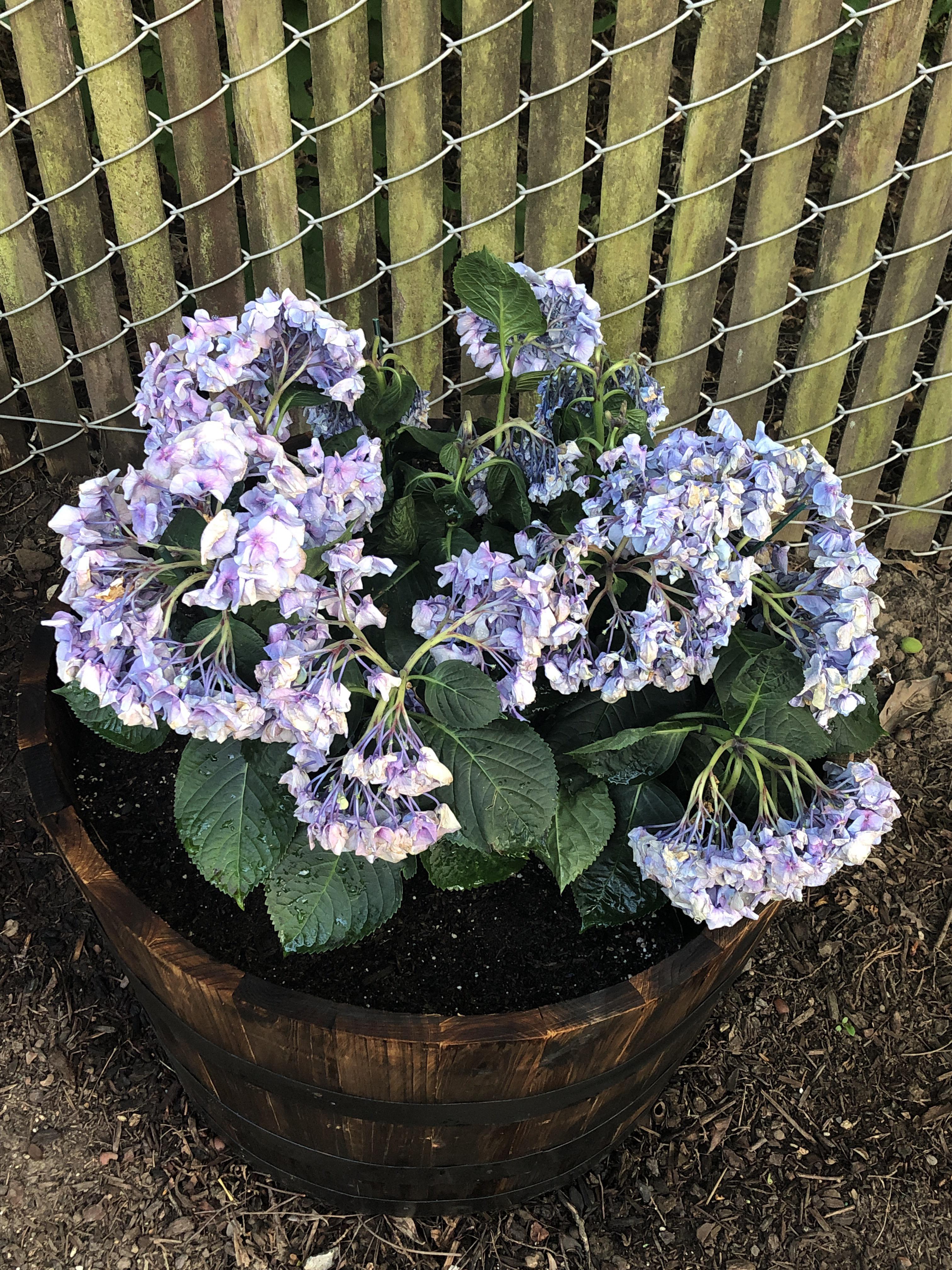 Hydrangea help! We had a really hot day here in the PNW and my