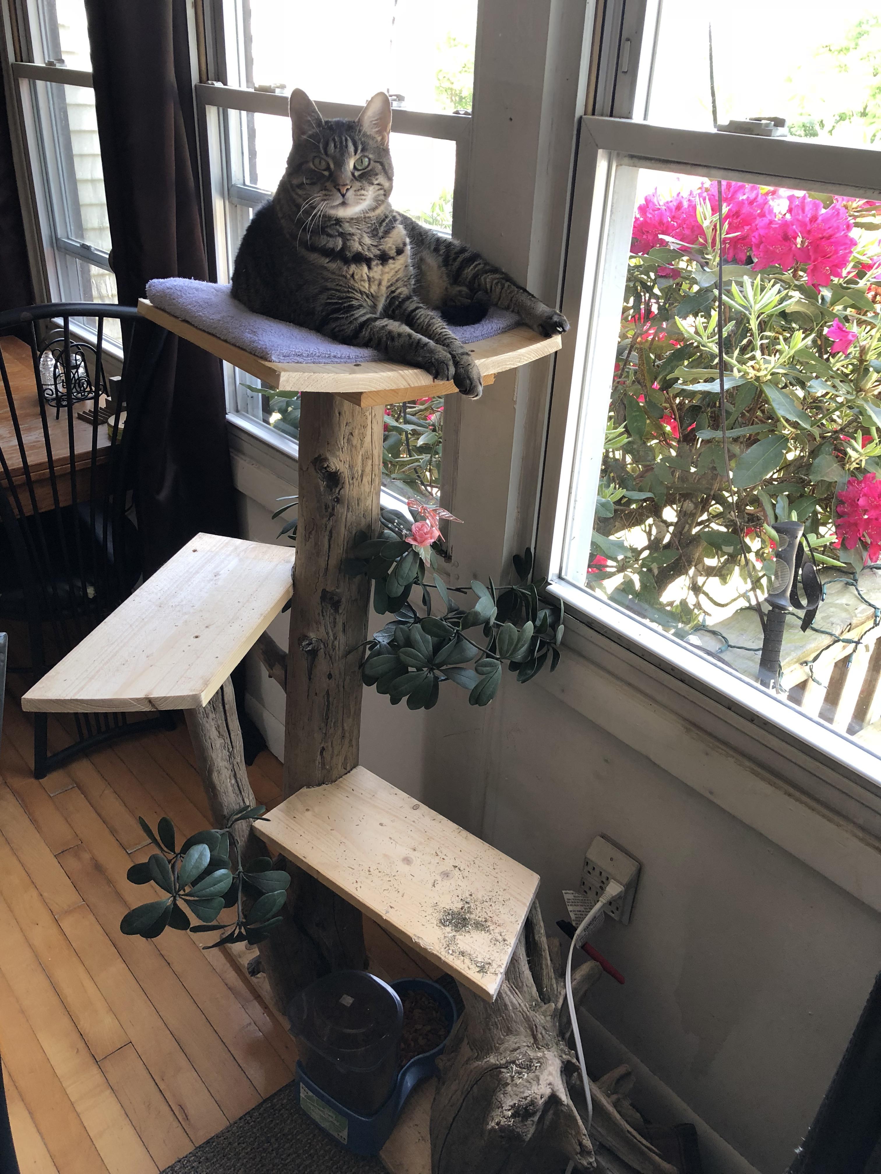 Cat tree I made with the family for free (drift wood and pallet boards