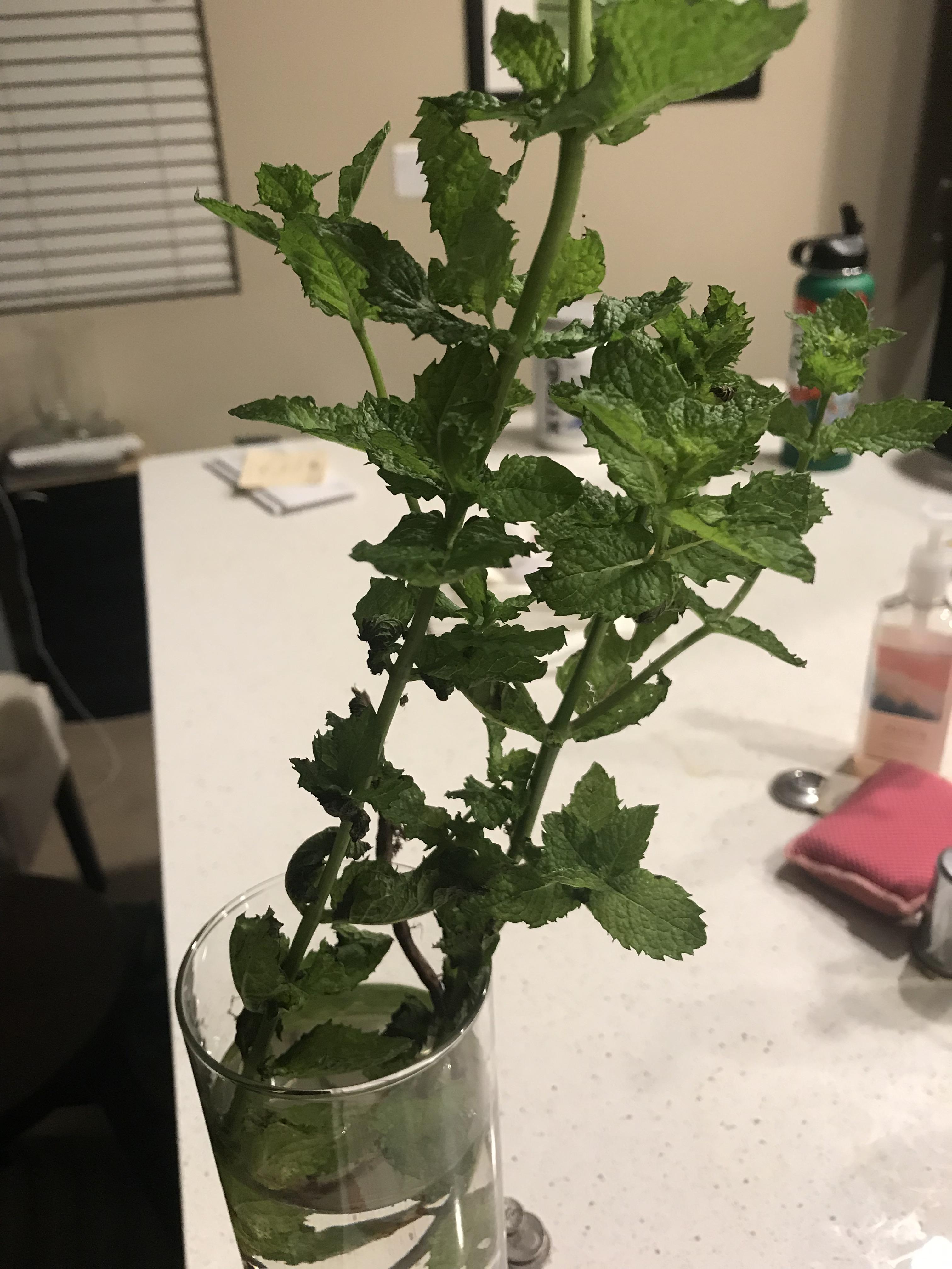 Found it in my grandmother’s garden. Smells minty/herbal. Some strain