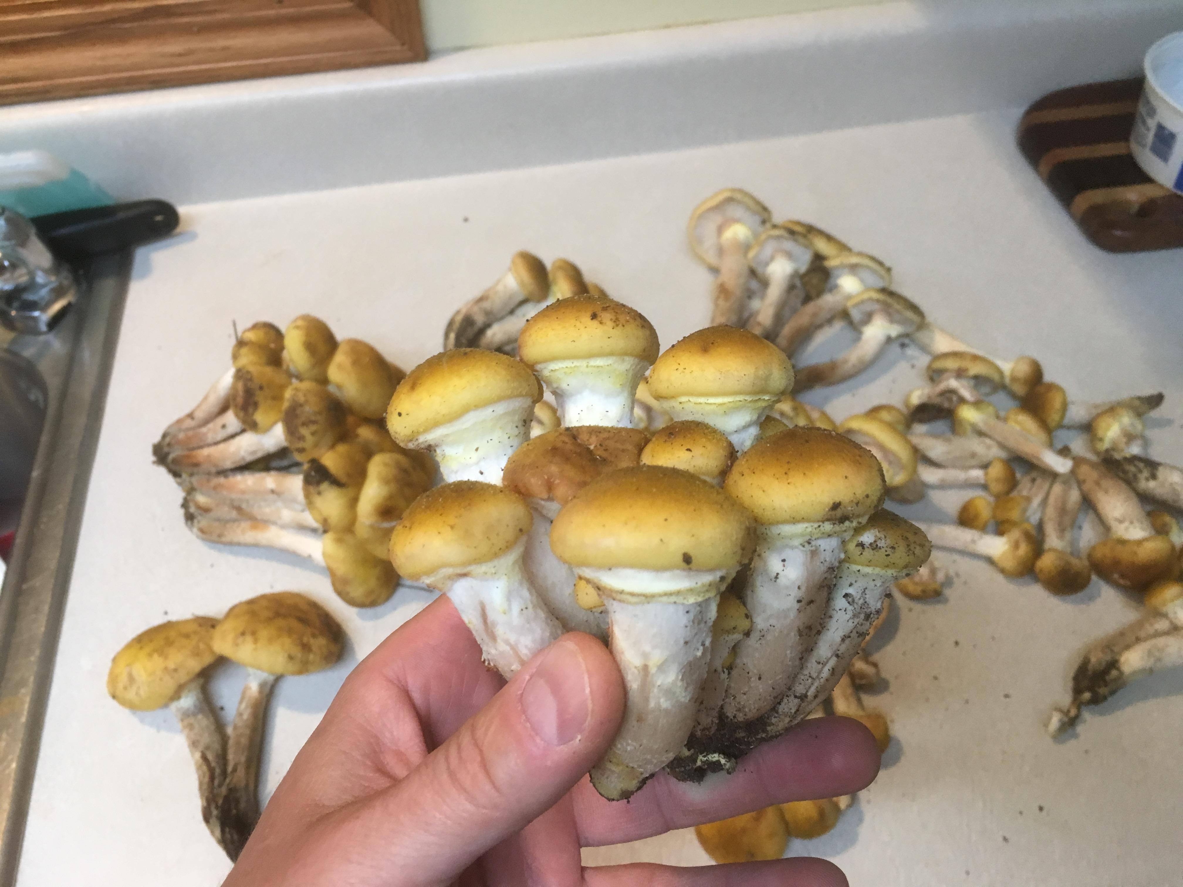 Are we sure these are Honey's? Madison, Wisconsin. r/mycology