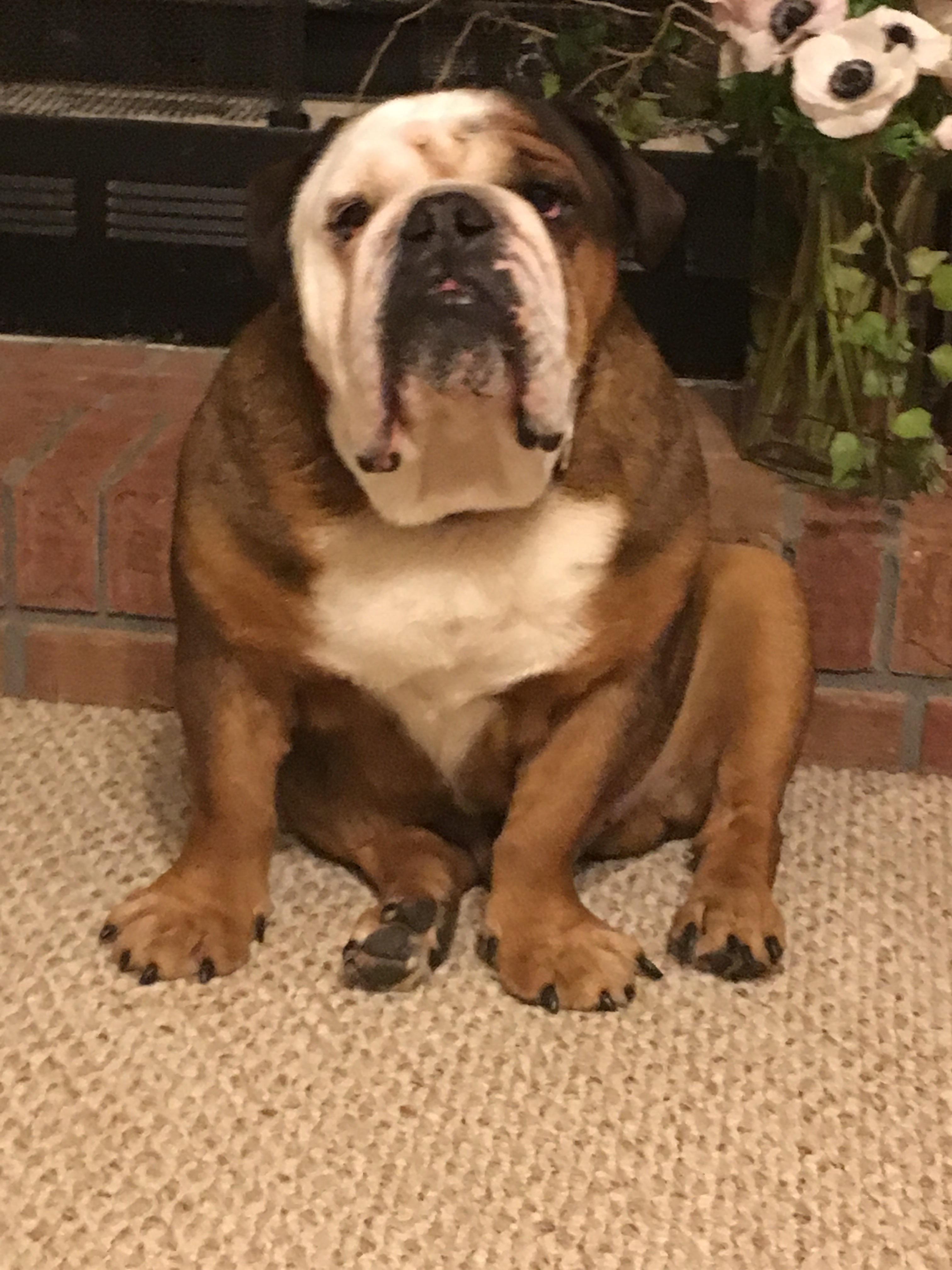 Derpy dog AnimalsBeingDerps