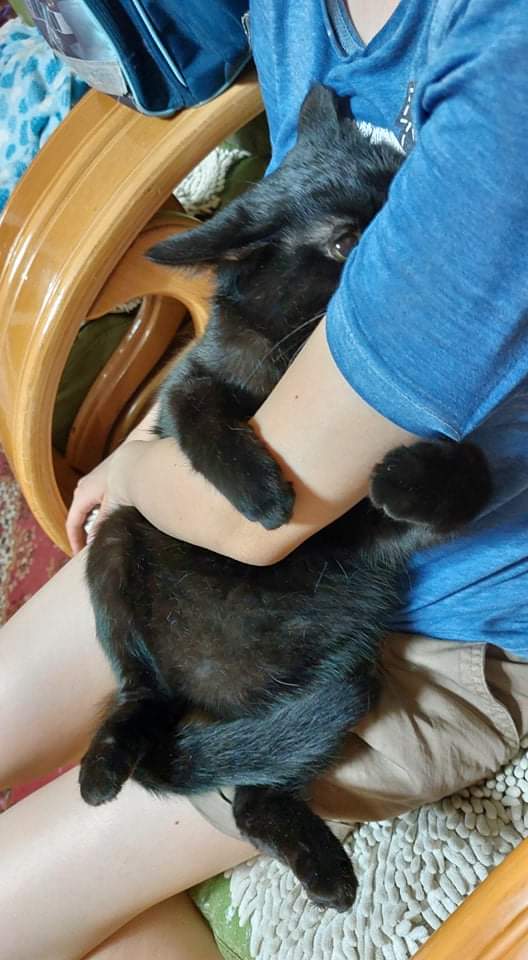 Stranger dangerrrr!!!! (My cat is very scared of strangers) Just look