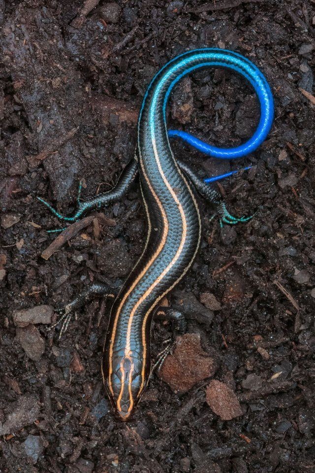 🔥 Blue Tailed Skink r/NatureIsFuckingLit