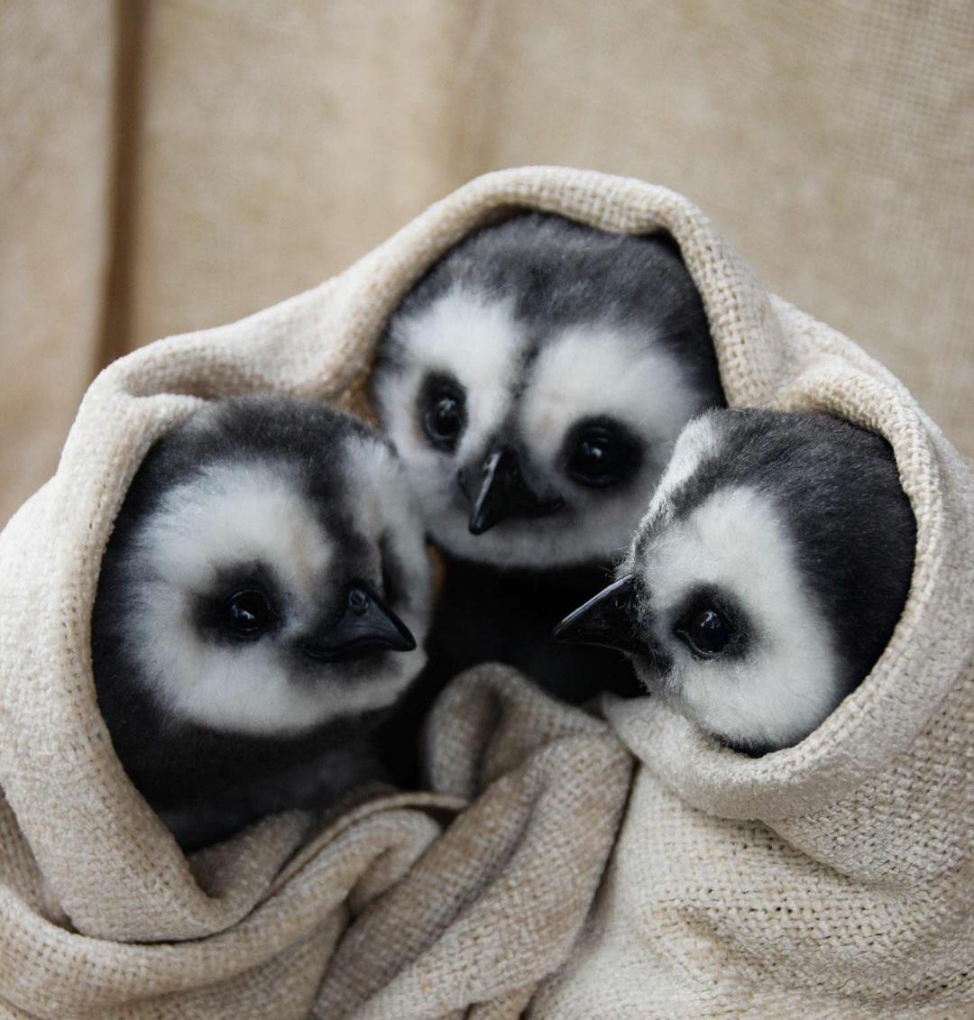 These little penguin babies made my whole day! r/aww