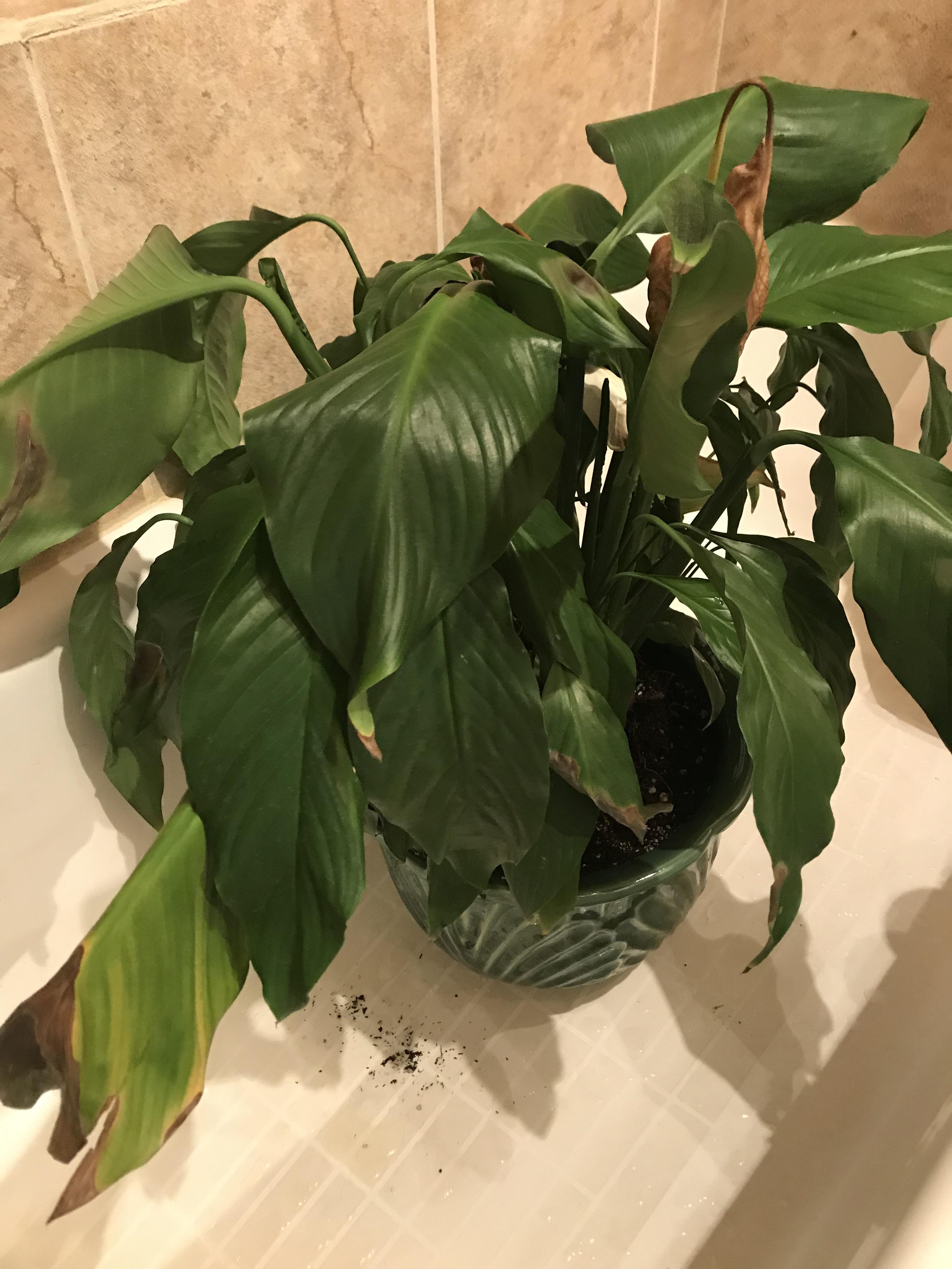 How do I help my peace lily? r/plantclinic