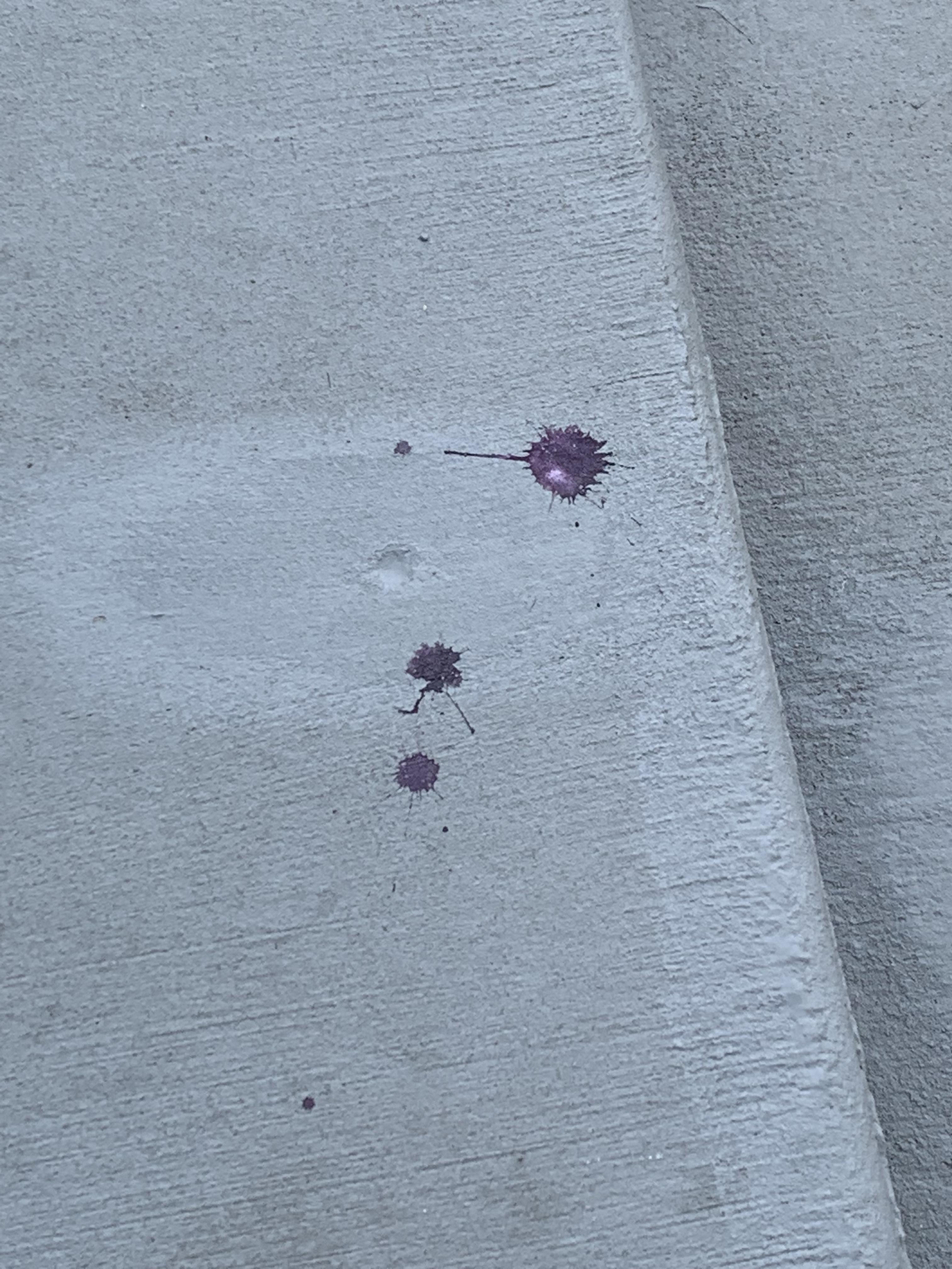 A bird pooped purple on my stoop r/mildlyinteresting