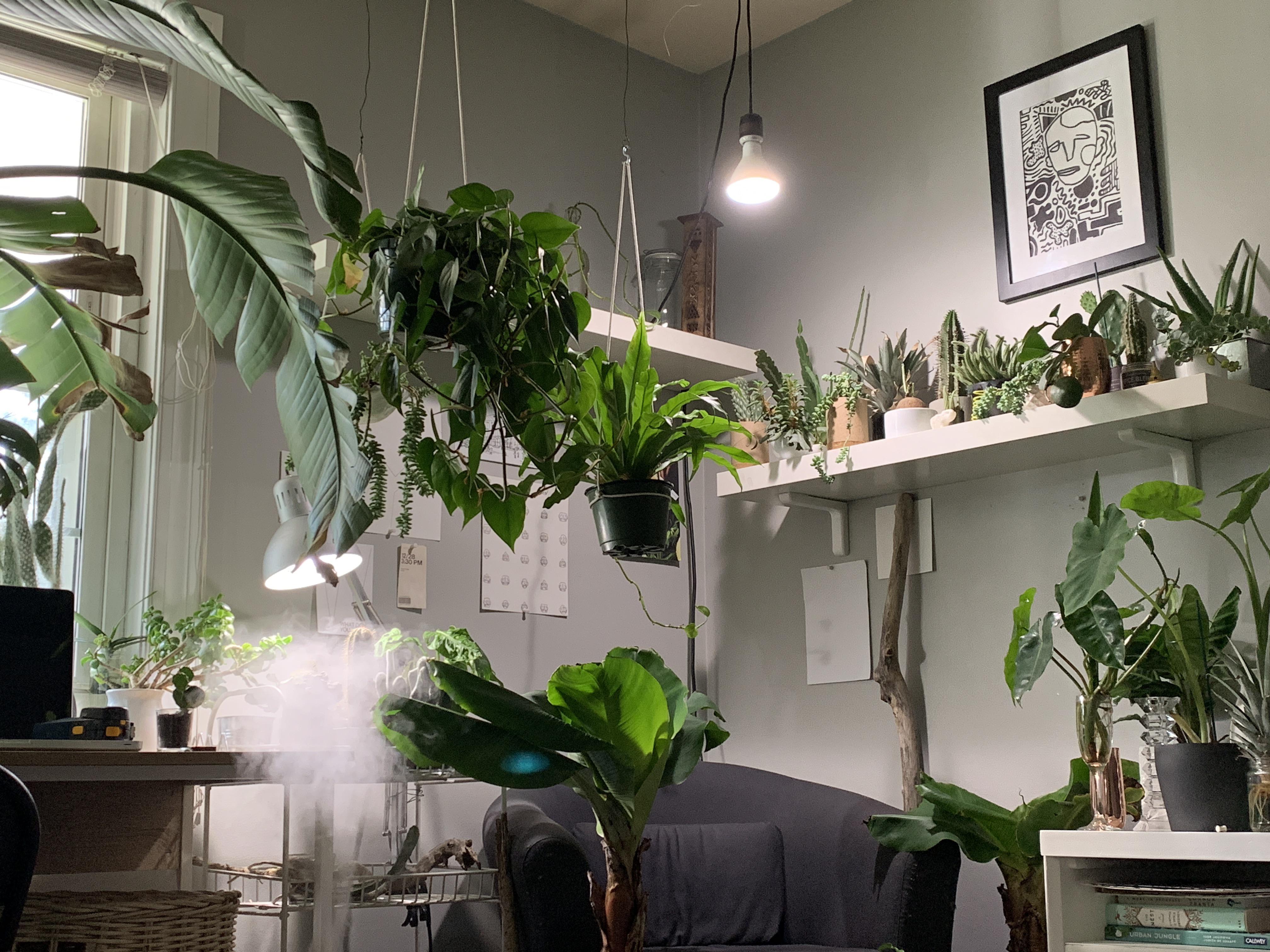 my indoor garden r/houseplants