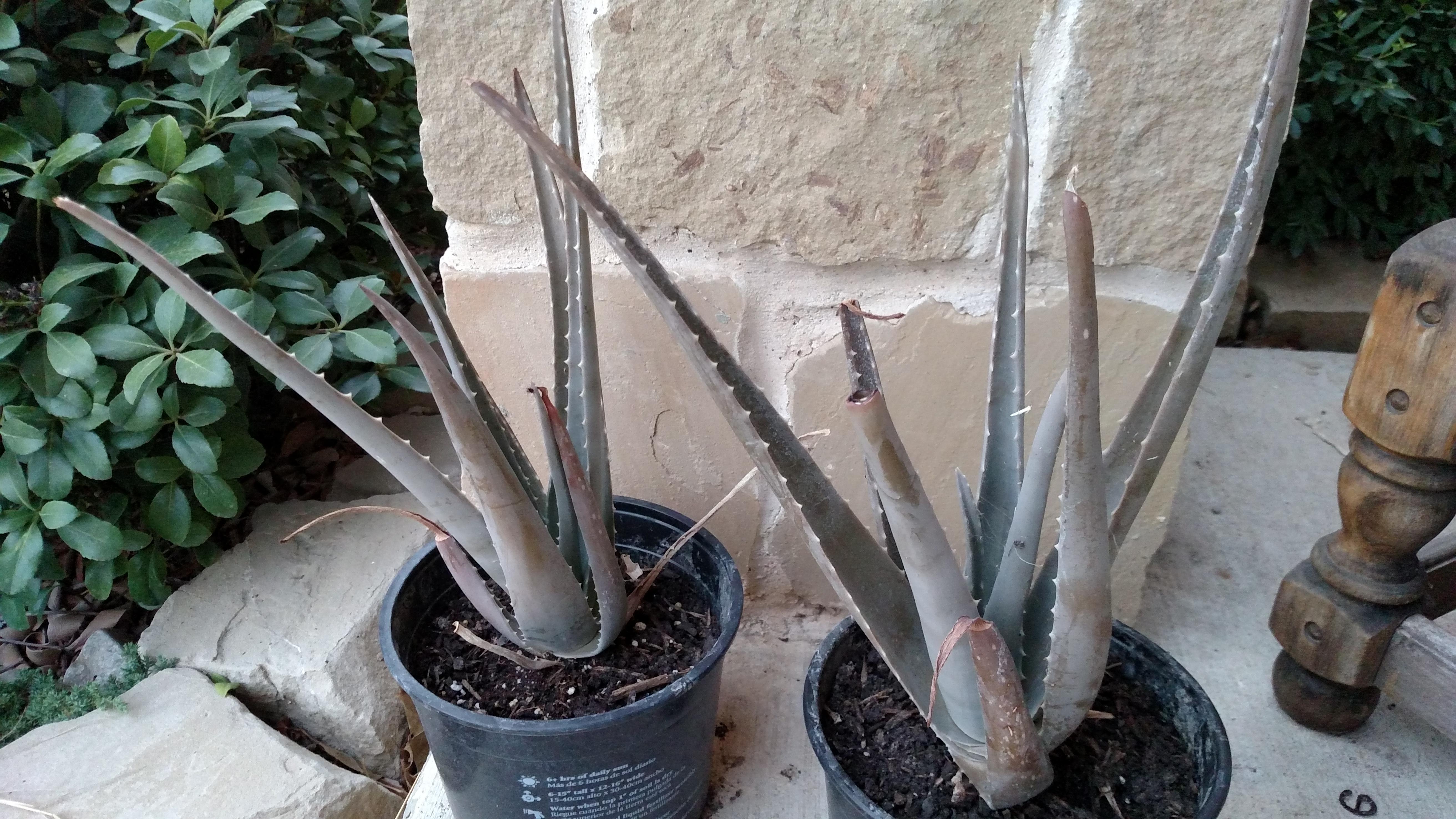 Can someone please help diagnose what I'm doing wrong with my aloe vera