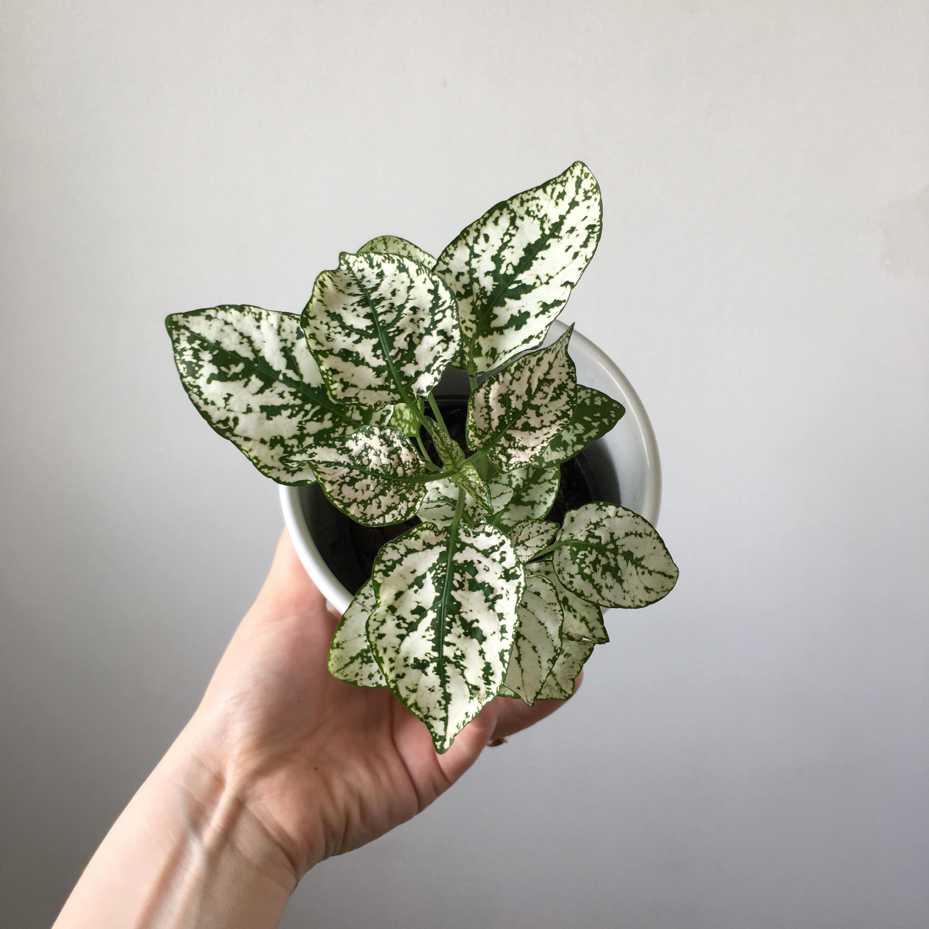 Reddit I need your help! Please ID this baby for me! No