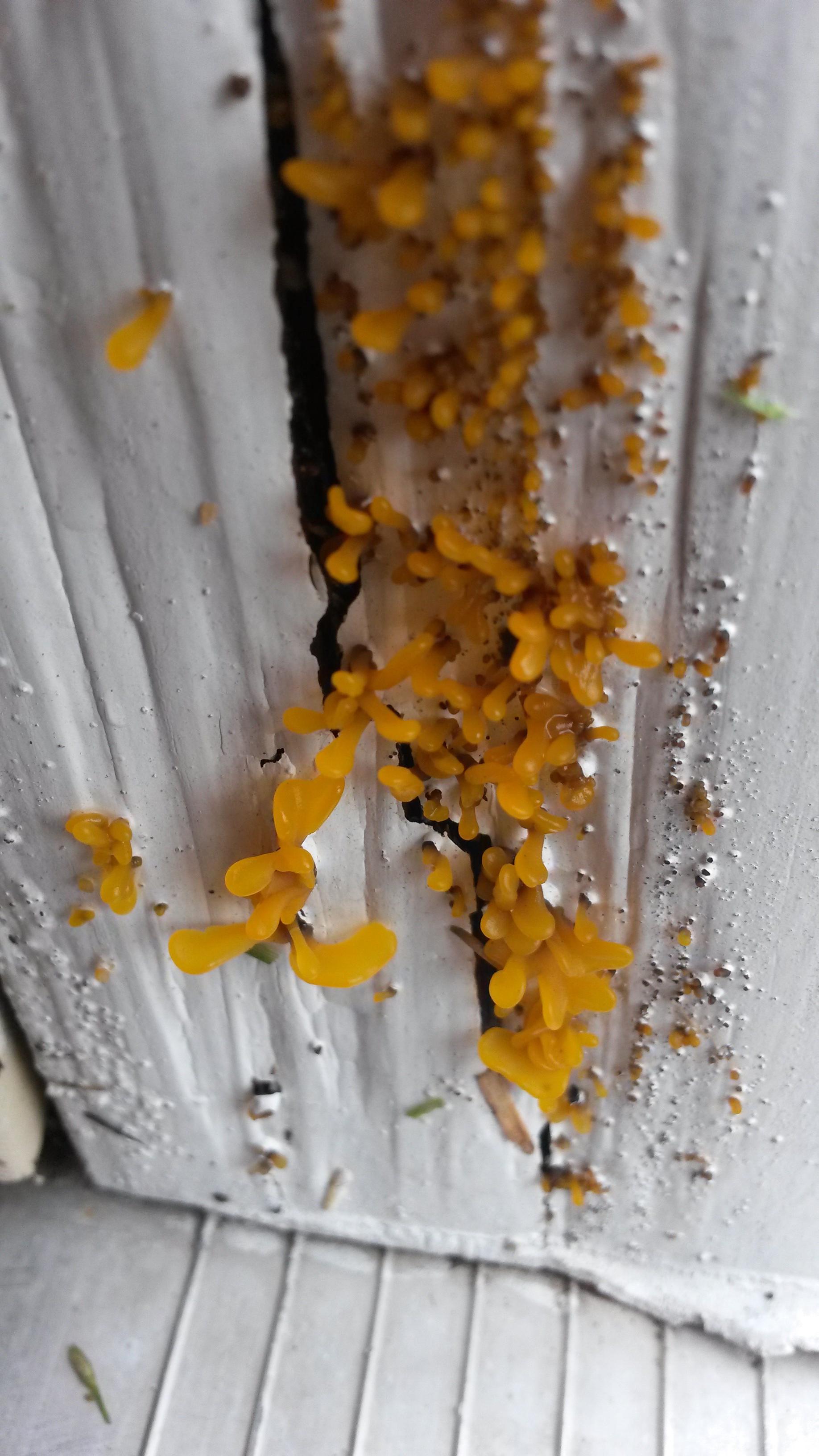 Check out this pretty yellow fungus in my door jamb. What kind is it