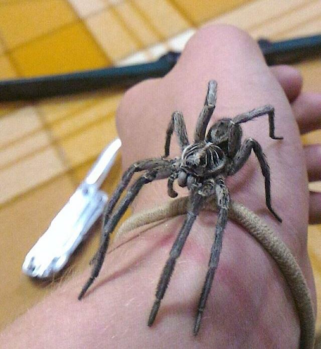 This wolf spider I found and relocated in Victoria, Australia r