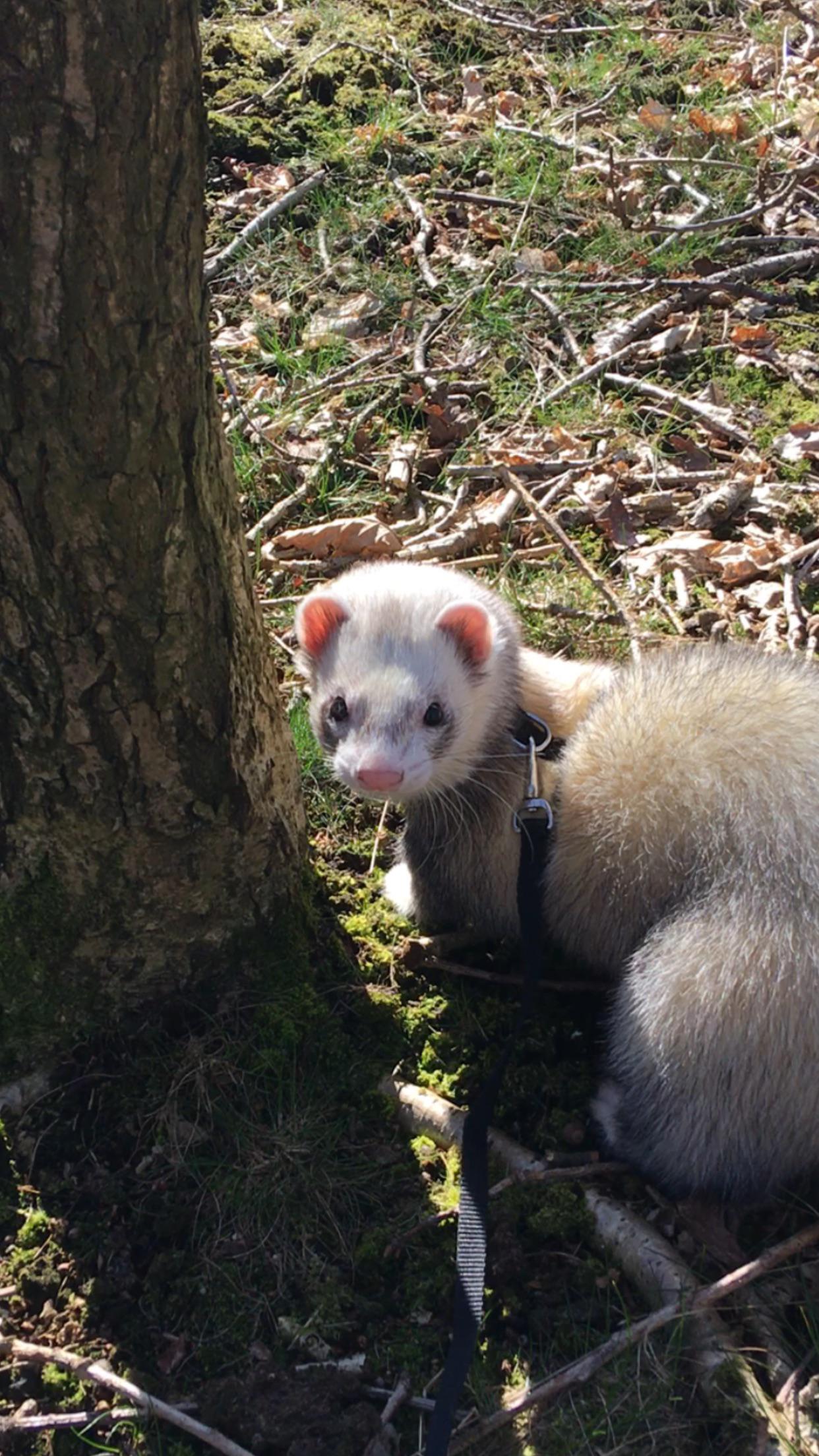 Majestic walk in the woods with Joey the fuzz r/ferrets