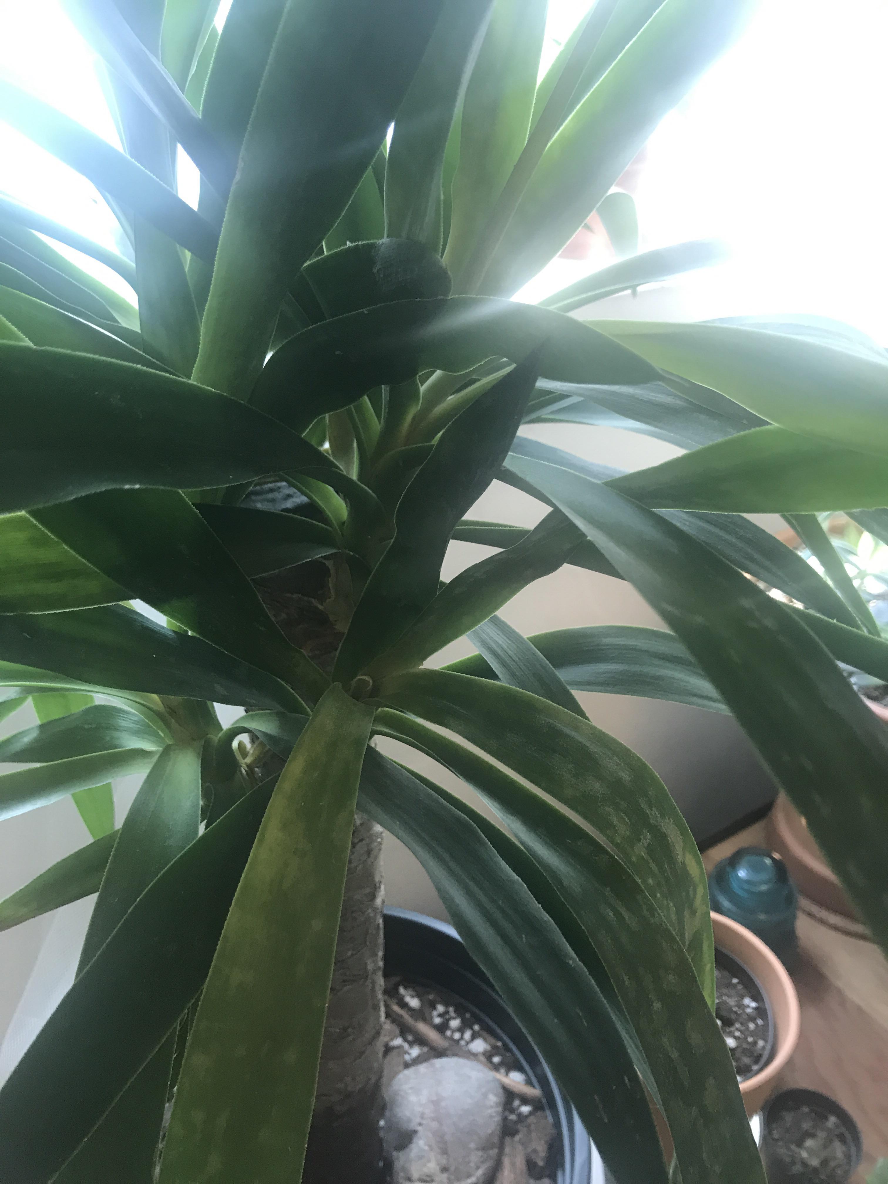 Mildew on yucca? r/plantclinic