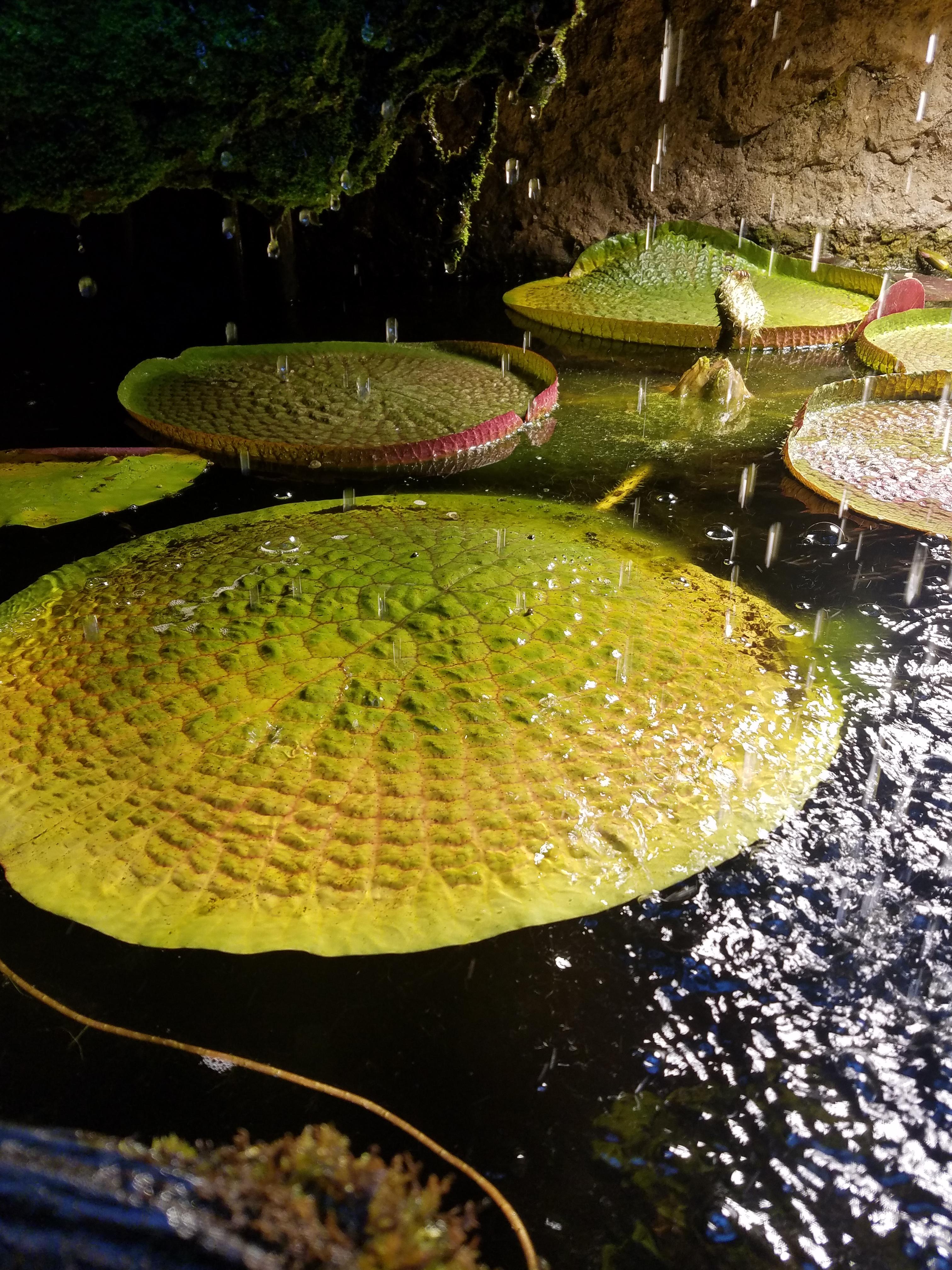 Lily pads at the aquarium r/pics