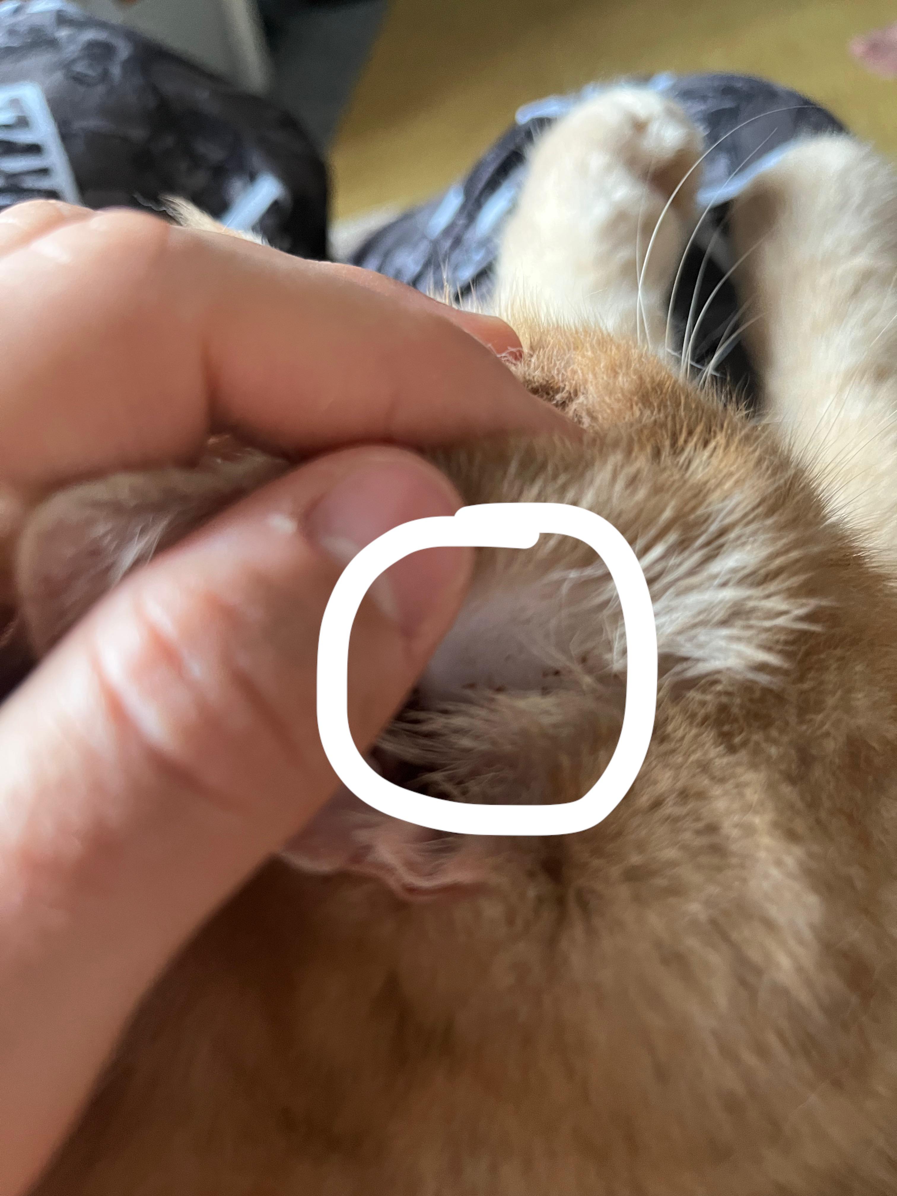 Ear Wax Vs Ear Mites In Cats