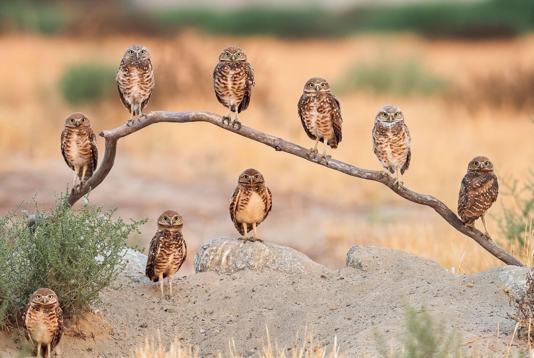 🔥 Mother and 8 owlets— Burrowing Owl family in Ontario, California, USA