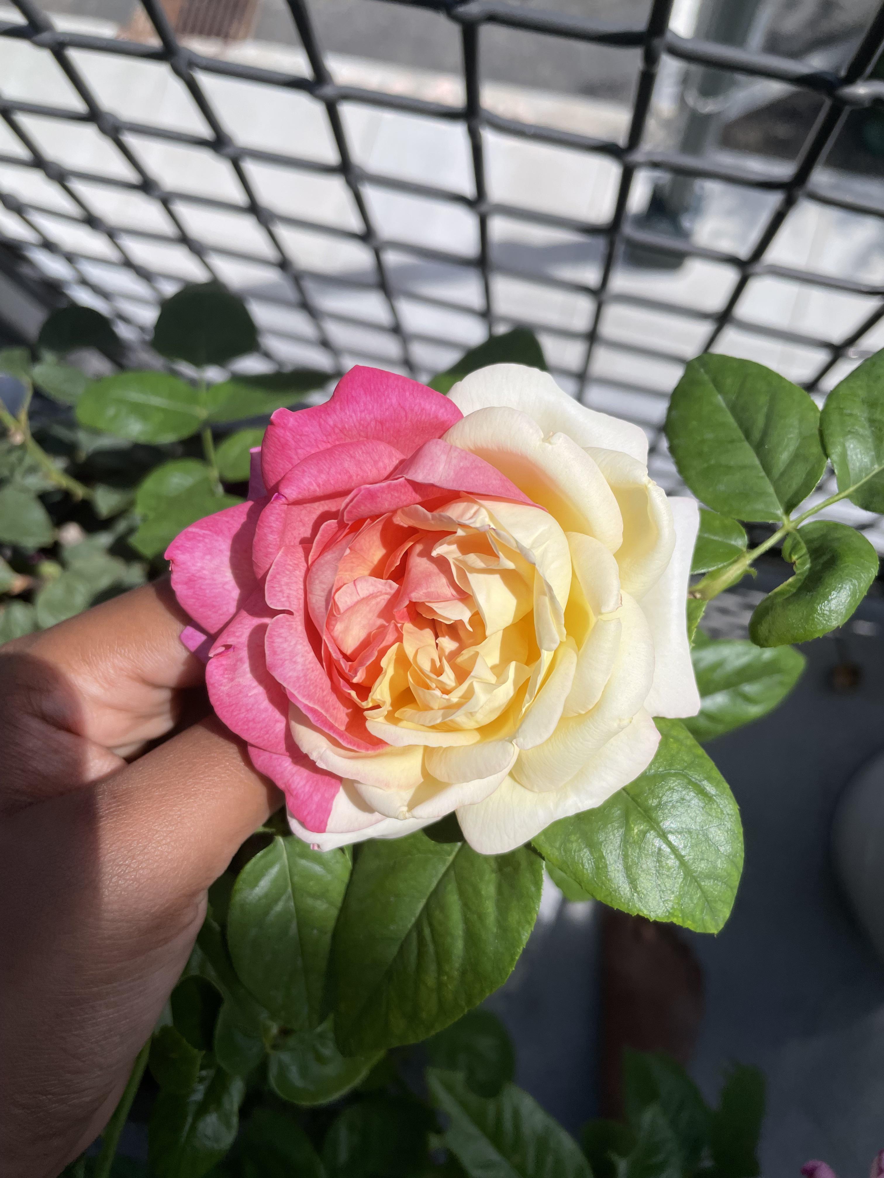 My Chicago Peace Rose 😊 r/gardening