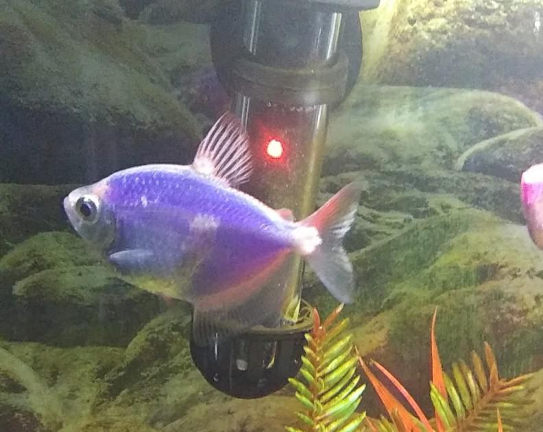What are these white spots on my glo fish? Hes had them for over a