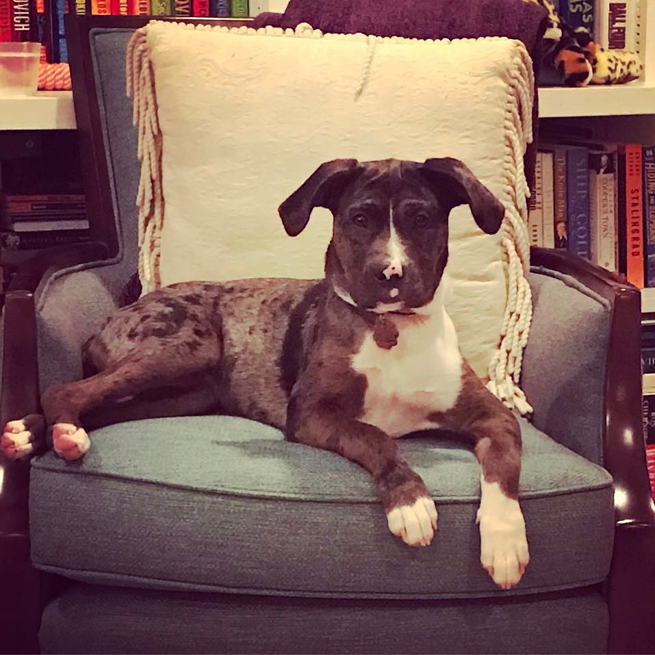 Meet Ellie. 4 months old and OMG the teething/chewing/mouthing. r