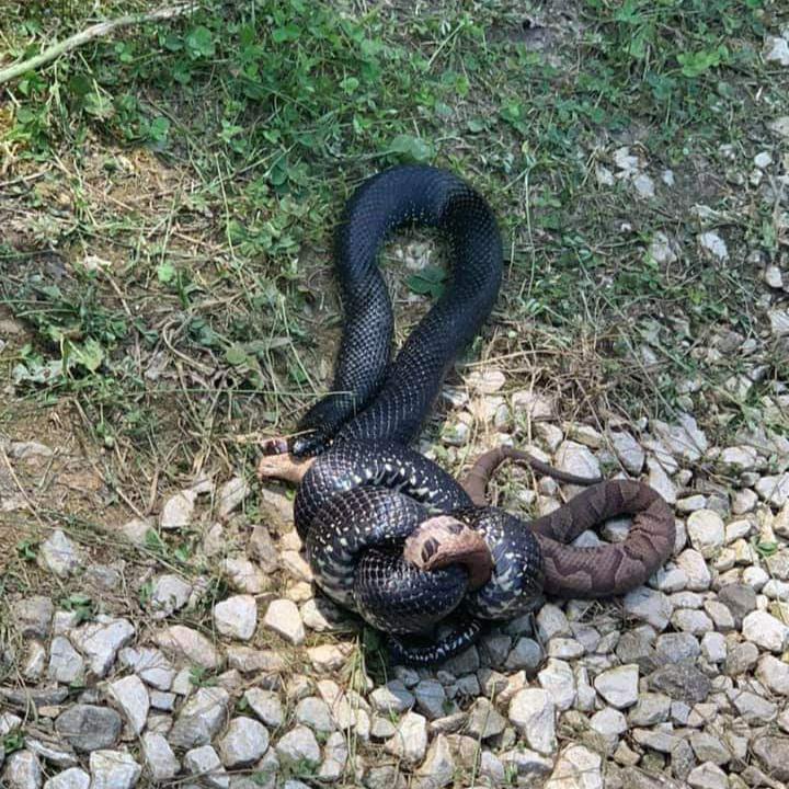 Black snake killing a copperhead. r/natureismetal