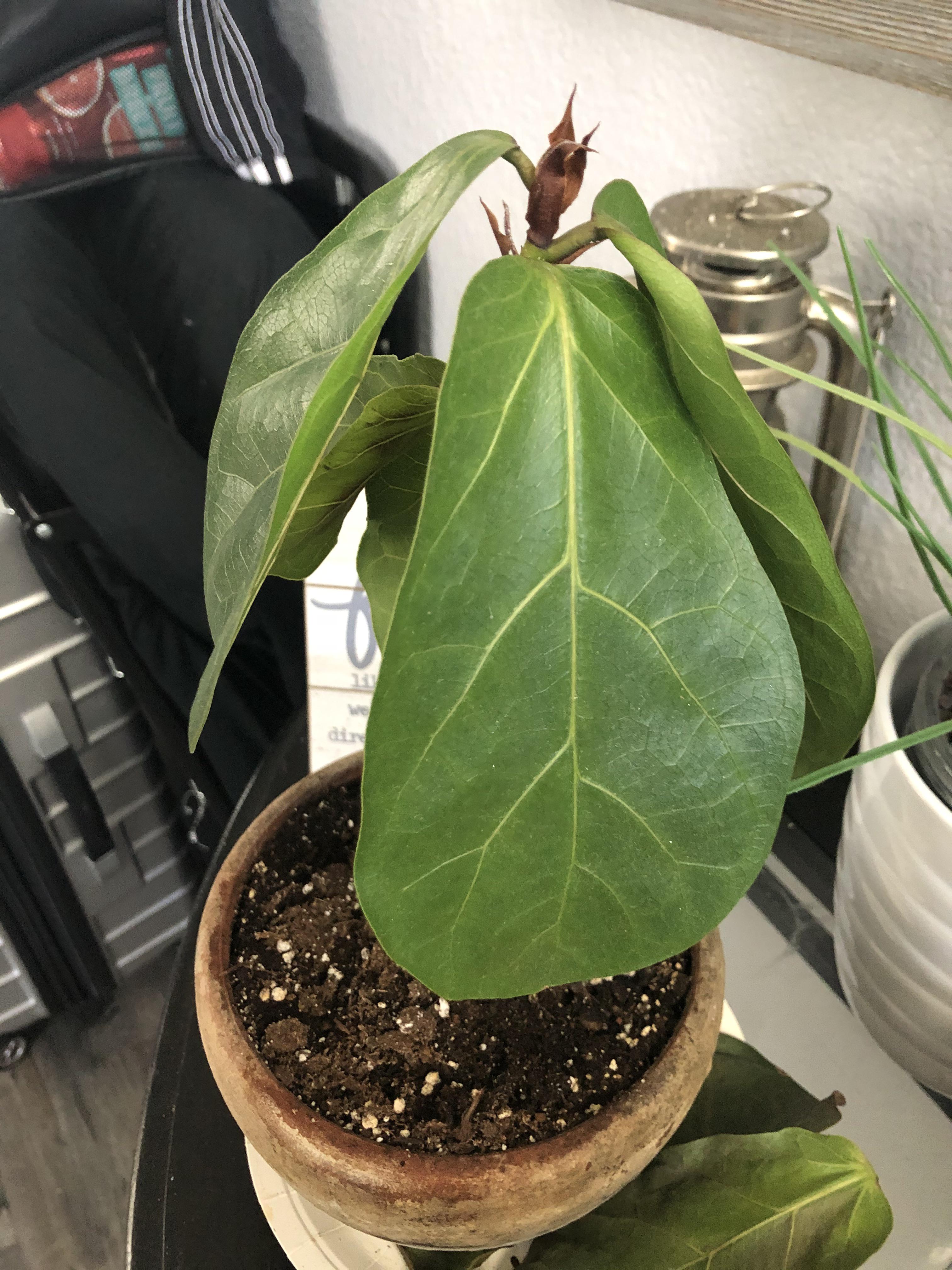 My droopy fiddle leaf fig is losing leaves fast, help! r/plantclinic