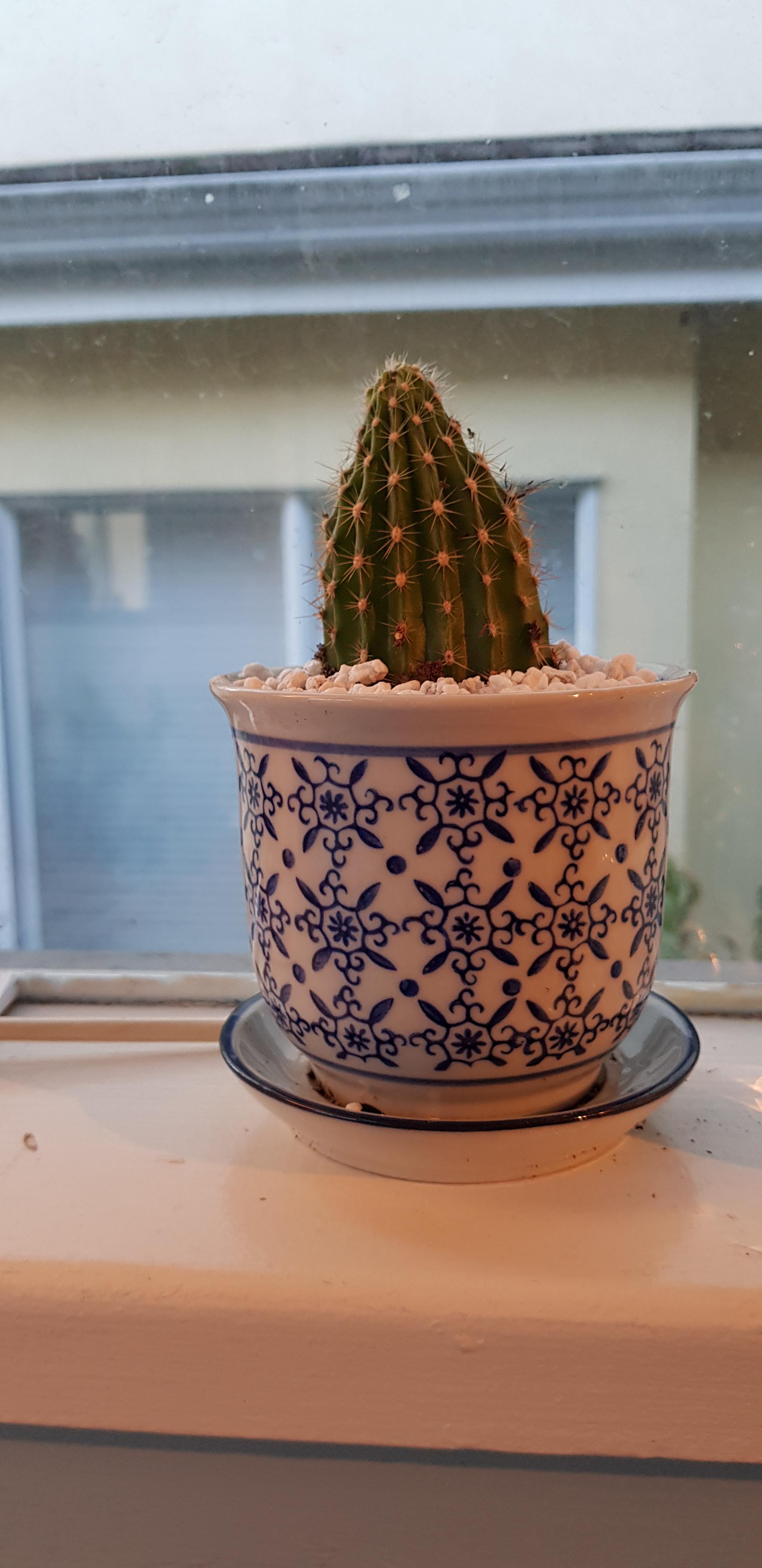 Why is my cactus shrinking? r/plants