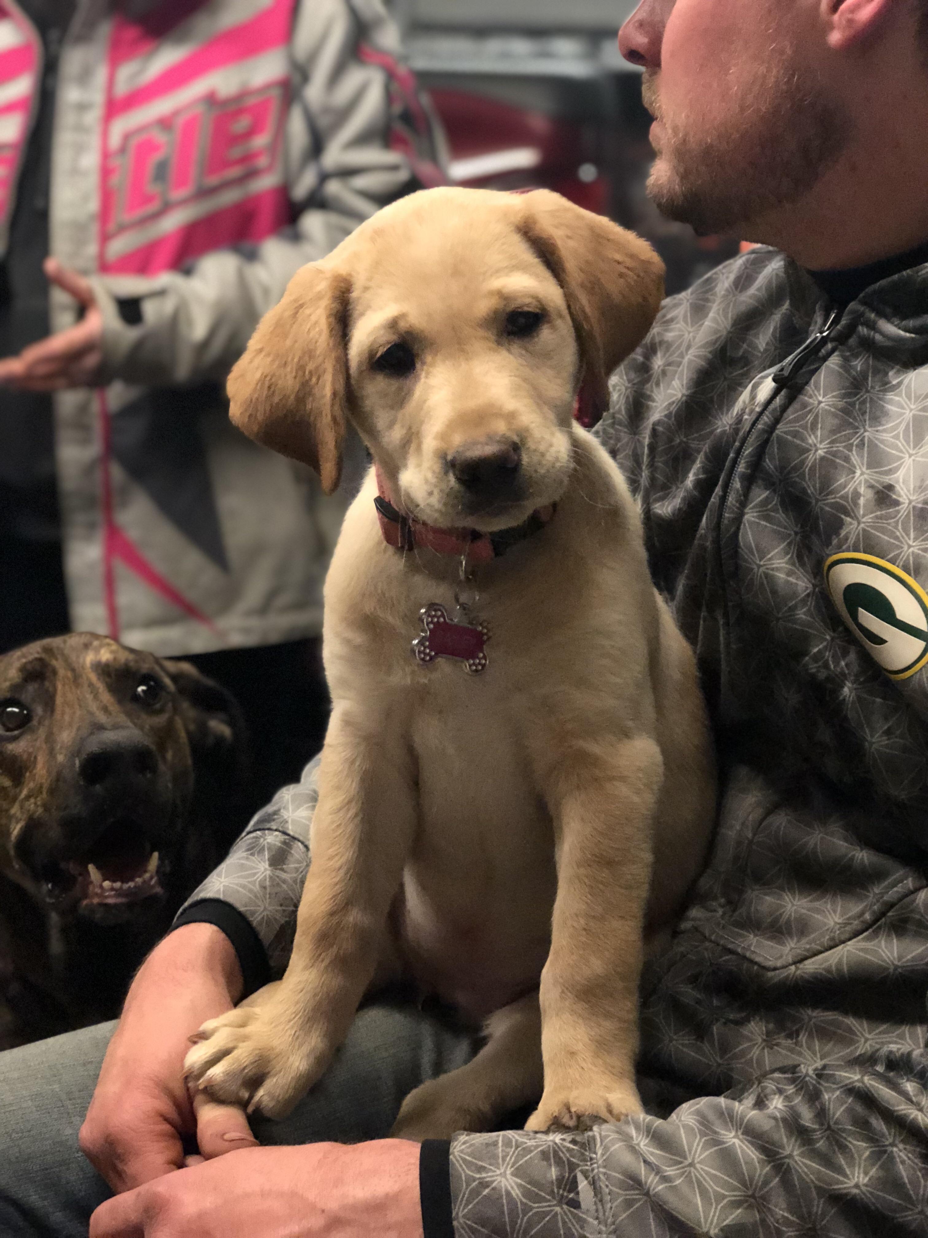 This is Bailey. She’s our 11 week old yellow lab. That is my moms plott hound mix, Trax. He