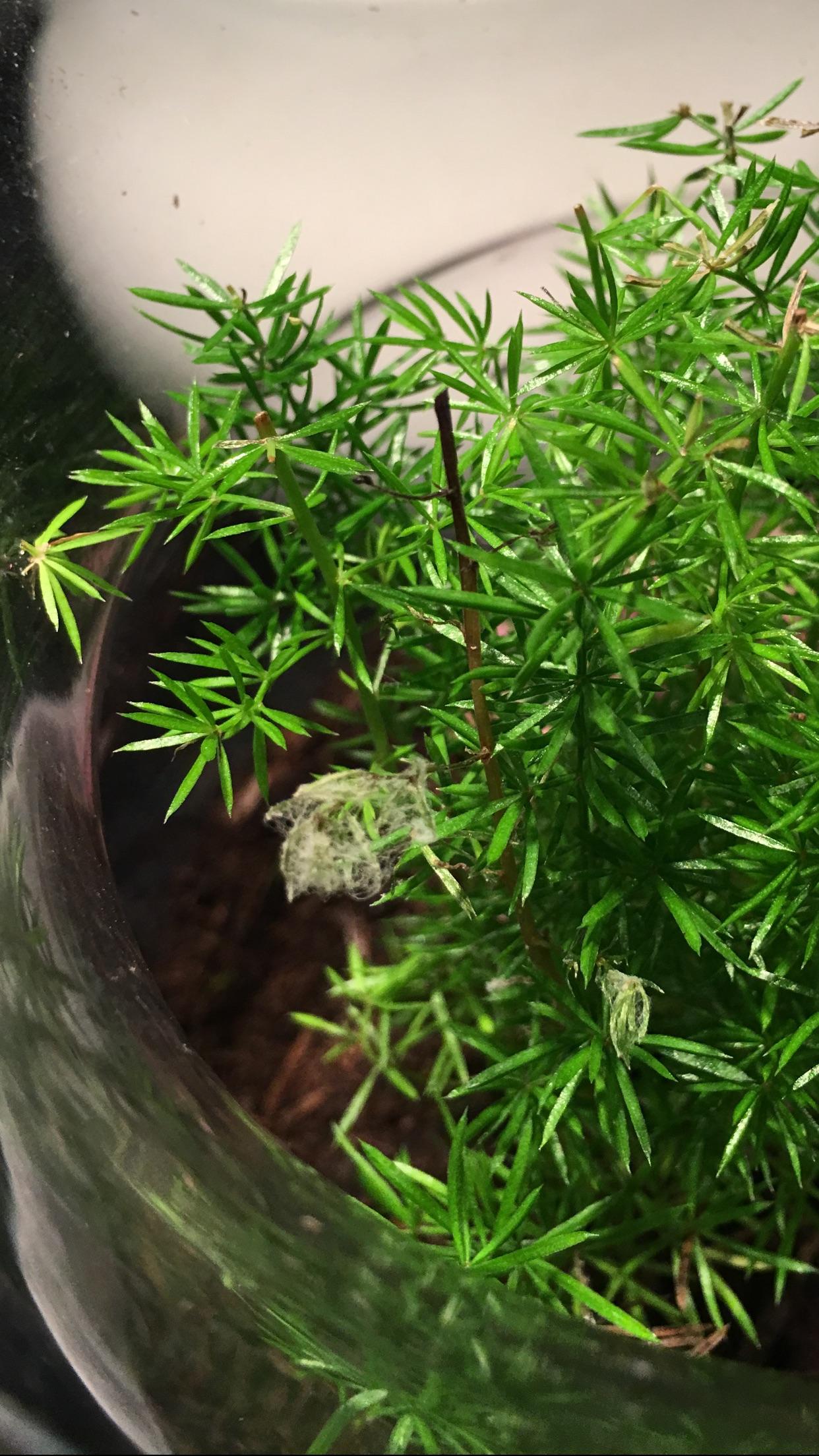 Does my terrarium have mold or mealy bug? r/plantclinic