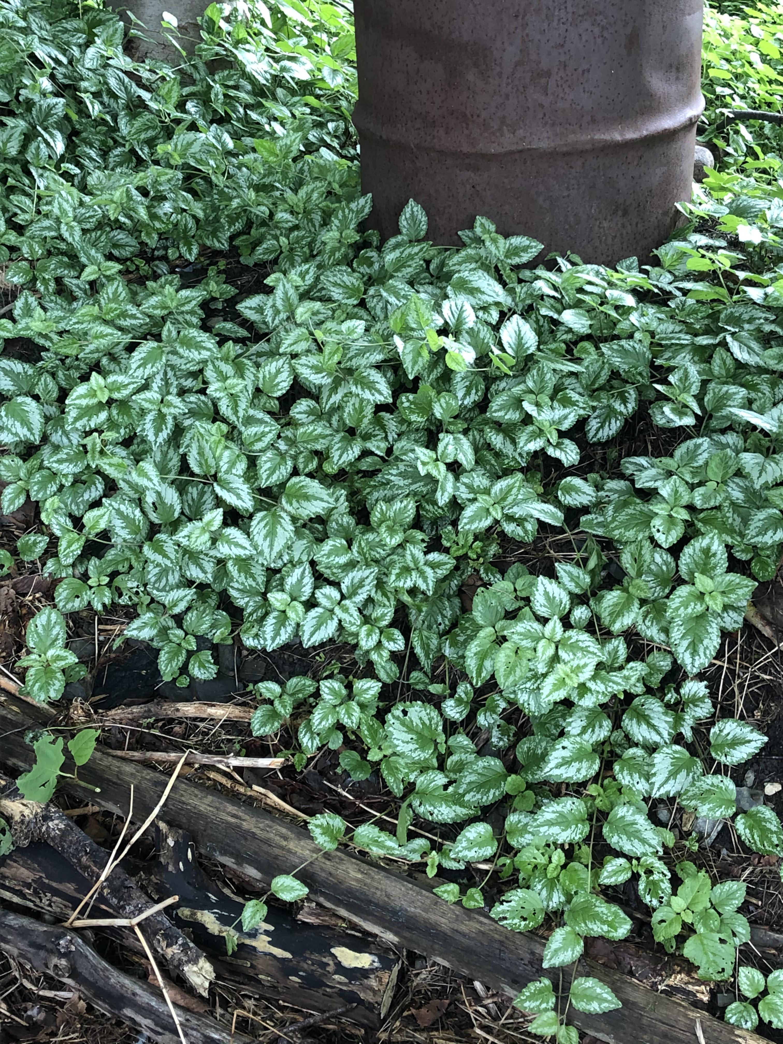 What plant is this? Growing in a Zone 5b underneath a maple tree and