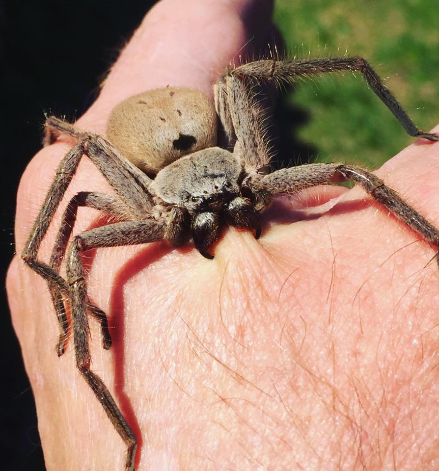 Spider biting a human r/ThatsInsane