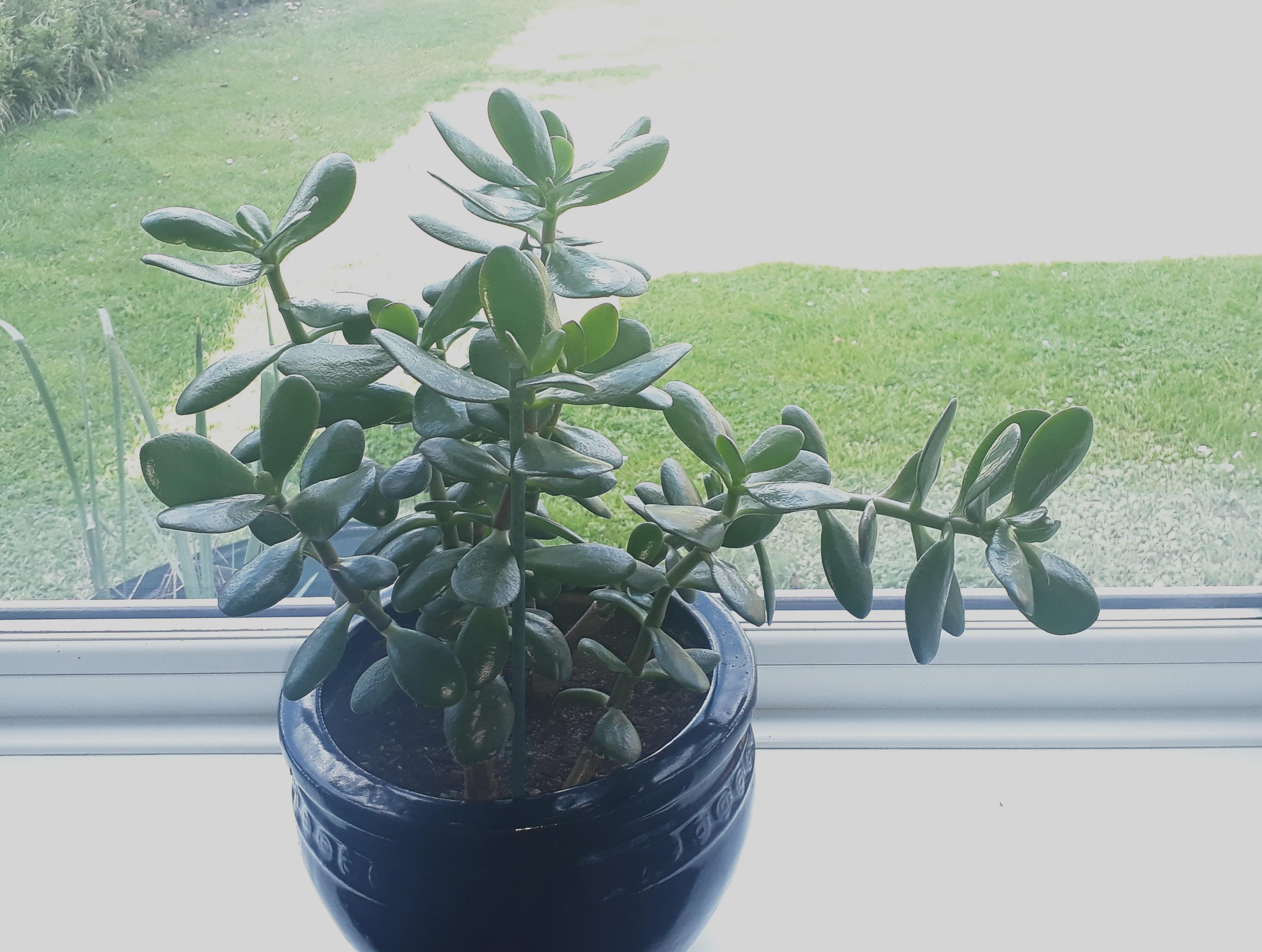 Jade plant too heavy! r/succulents
