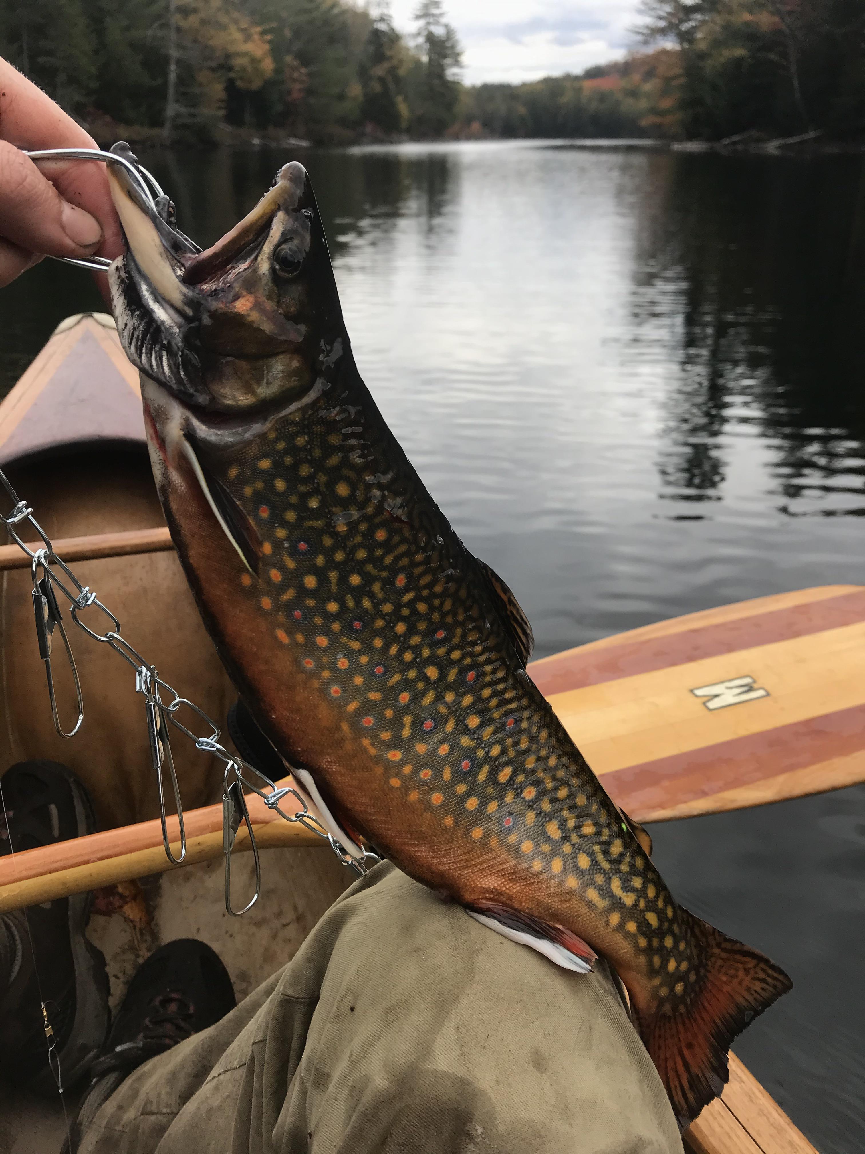 After 7 canoes portages, I finally found the Adirondack brook trout