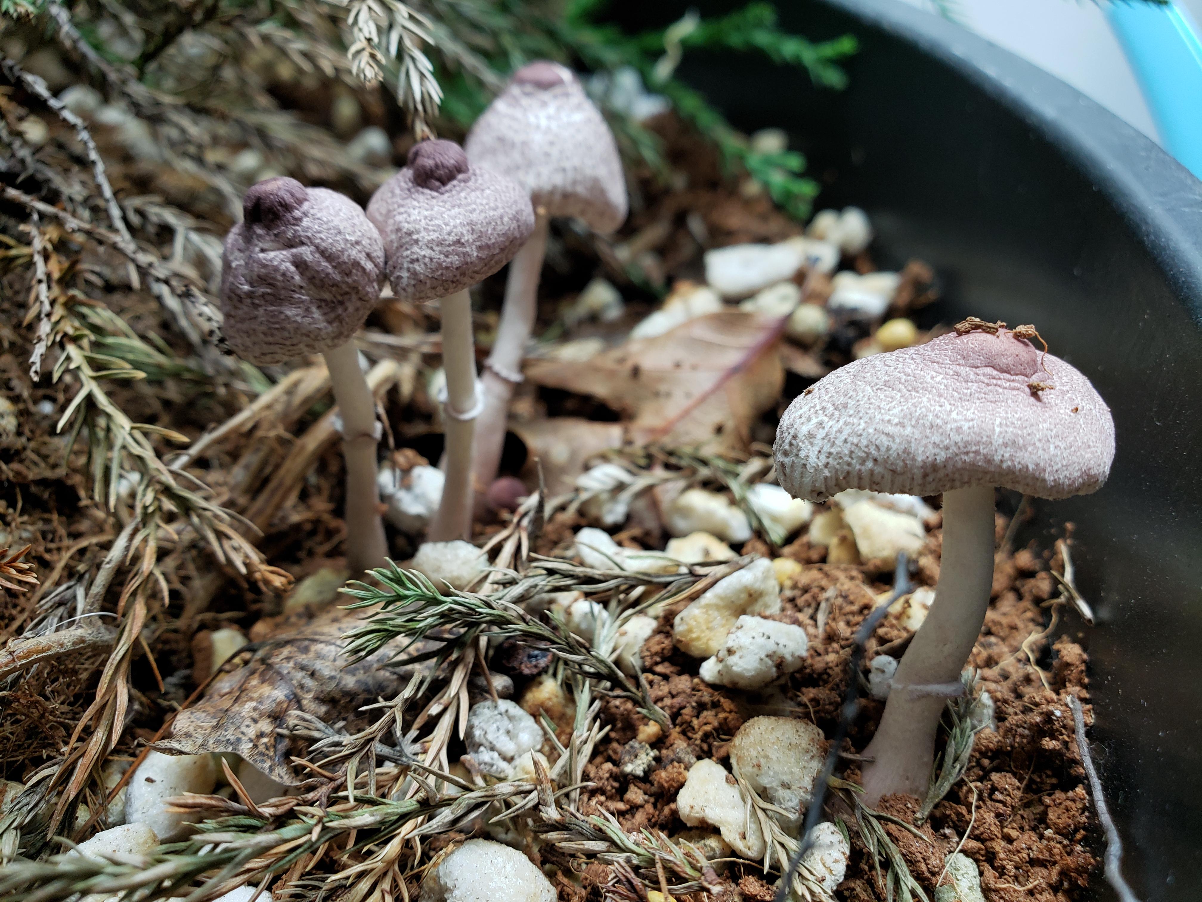 These mushrooms showed up in one of my potted plants (a sapling giant sequoia, indoors but kept